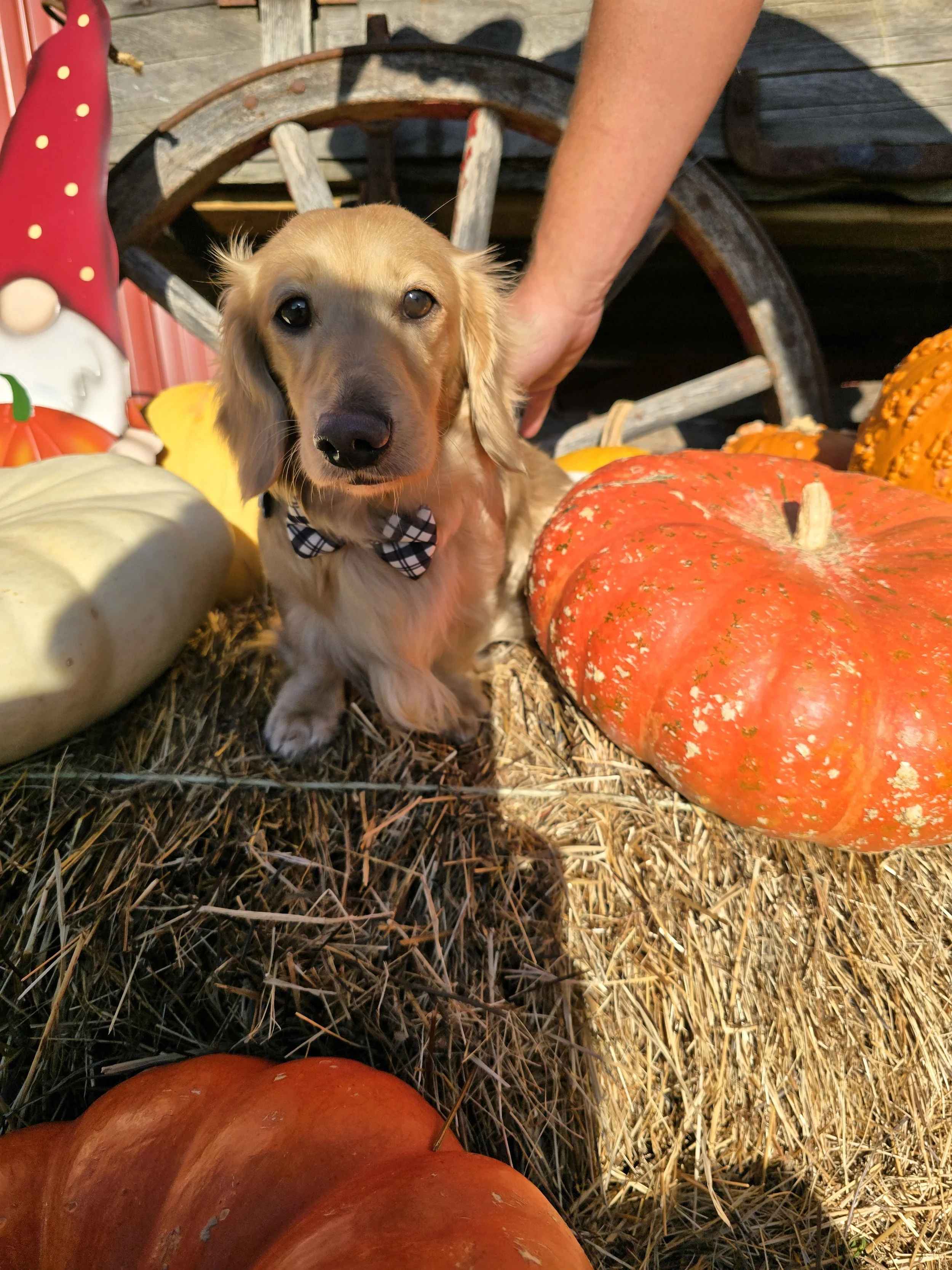 Thor_Pumpkin Patch_4.jpg