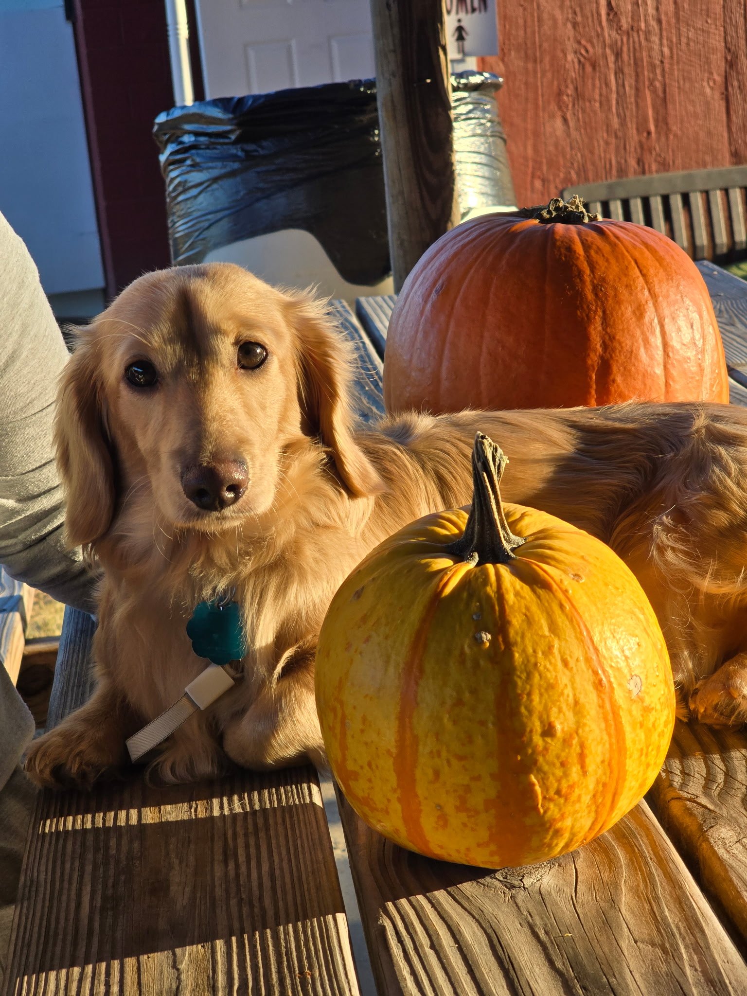 Thor_Pumpkin Patch_1.jpg