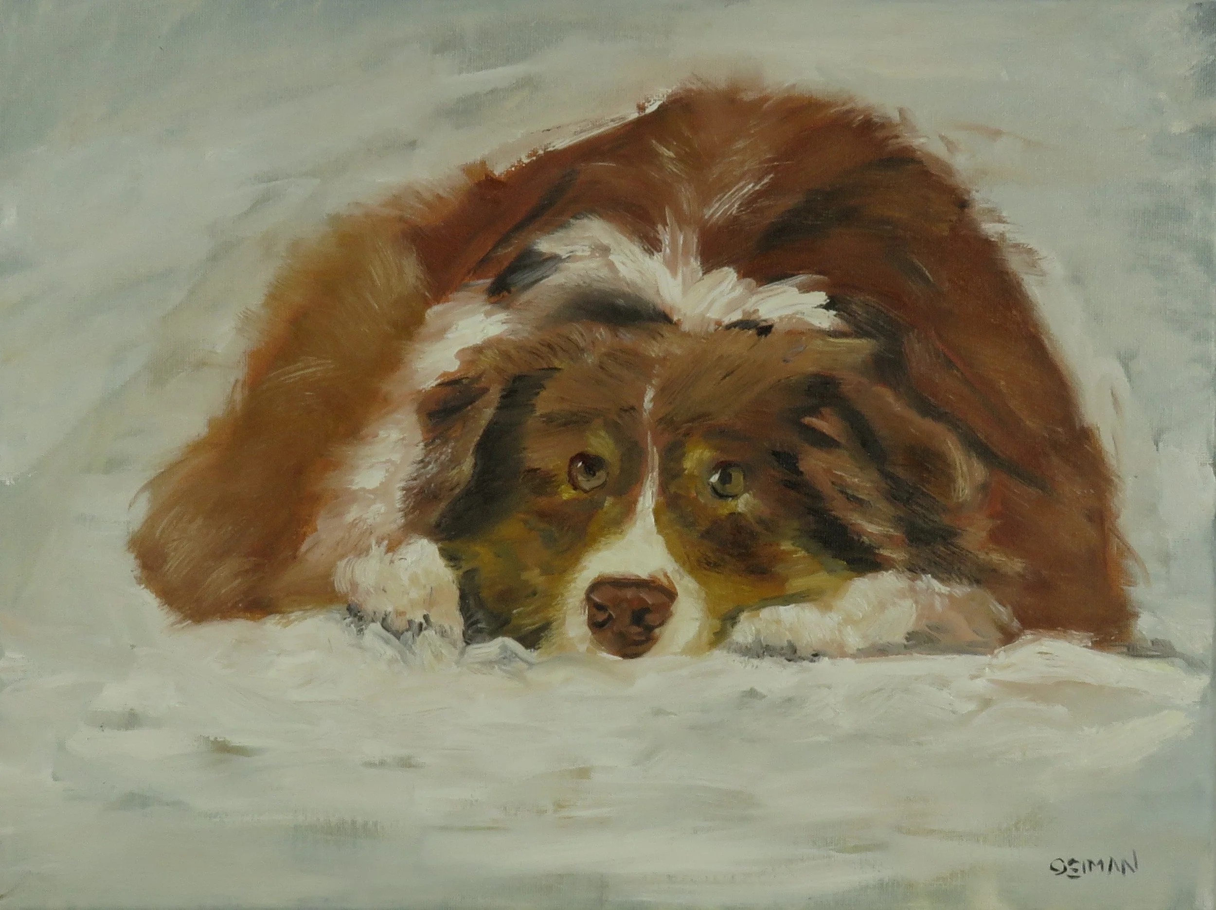 "Winter Worker" , original oil painting of a red Border Collie with a fluffy coat and big eyes, lying down on snow, signed 'GEIMAN' in the bottom right corner.