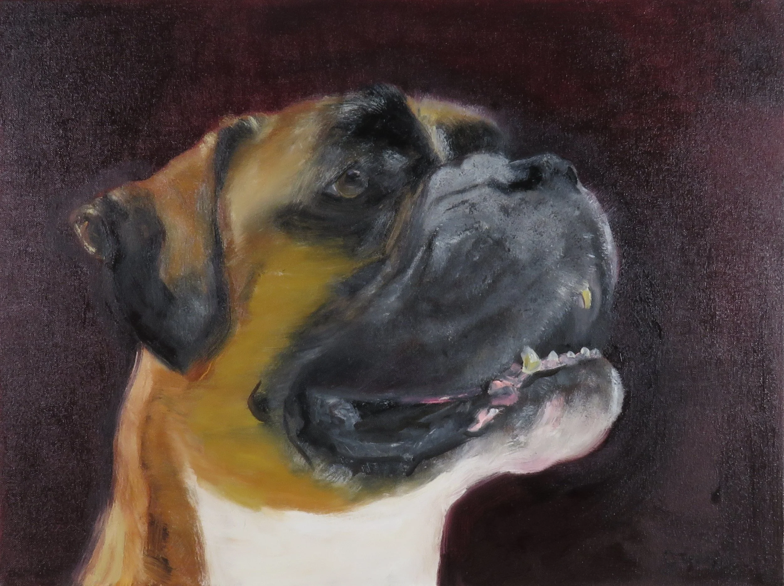 Boxer