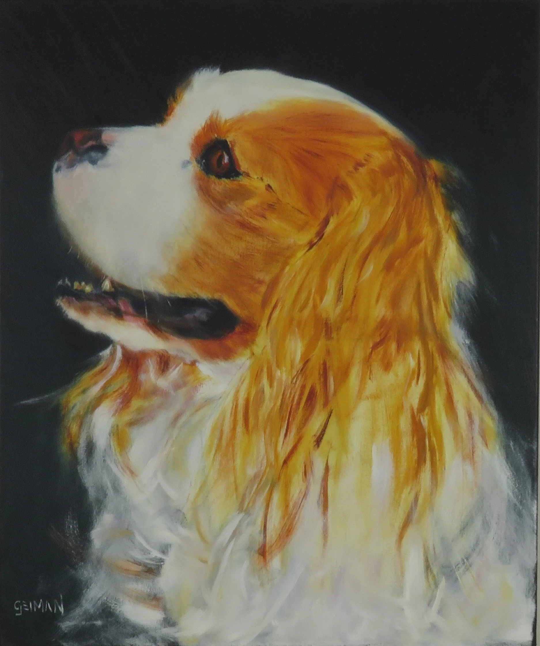 Cavalier King Charles Spaniel