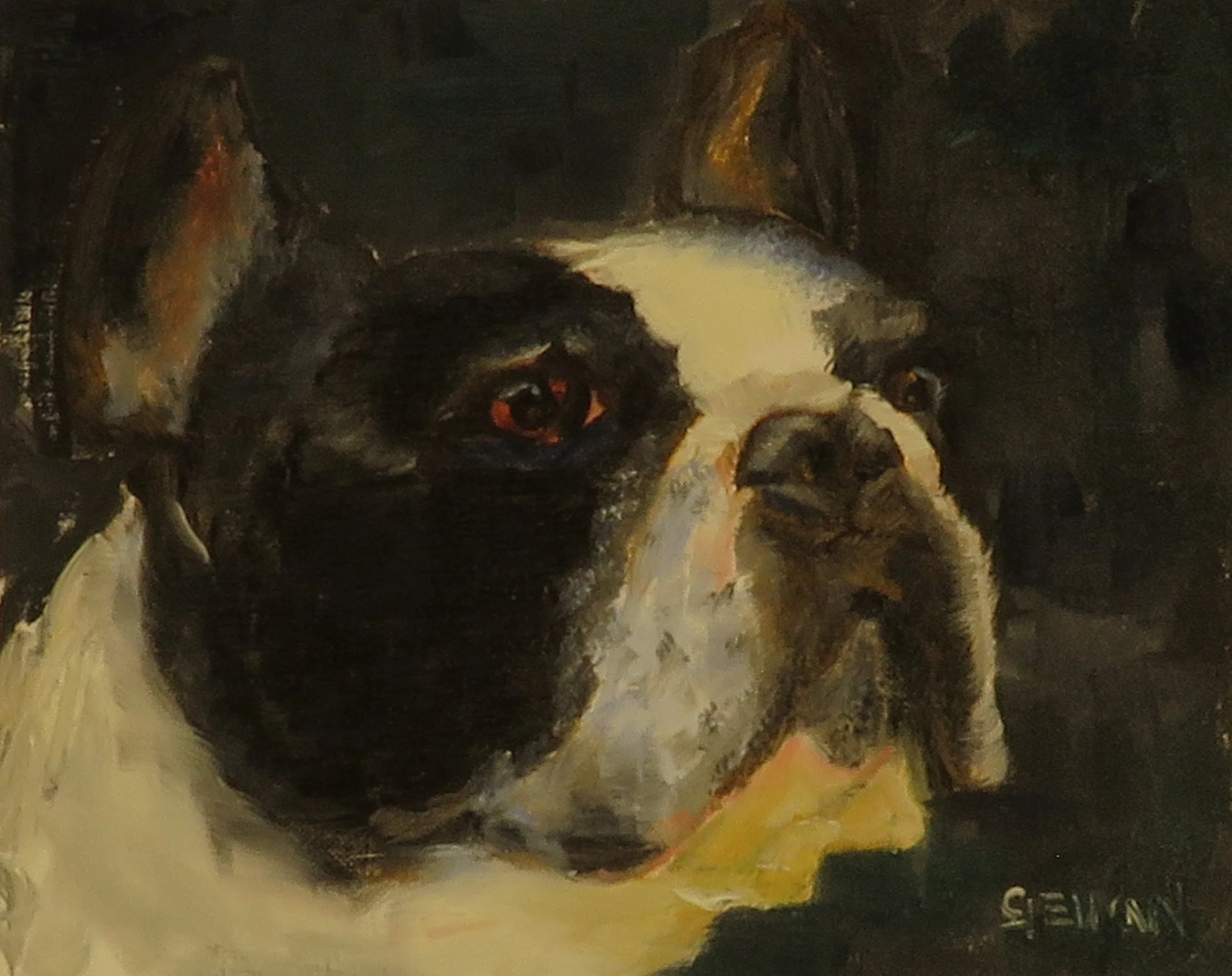 French Bulldog