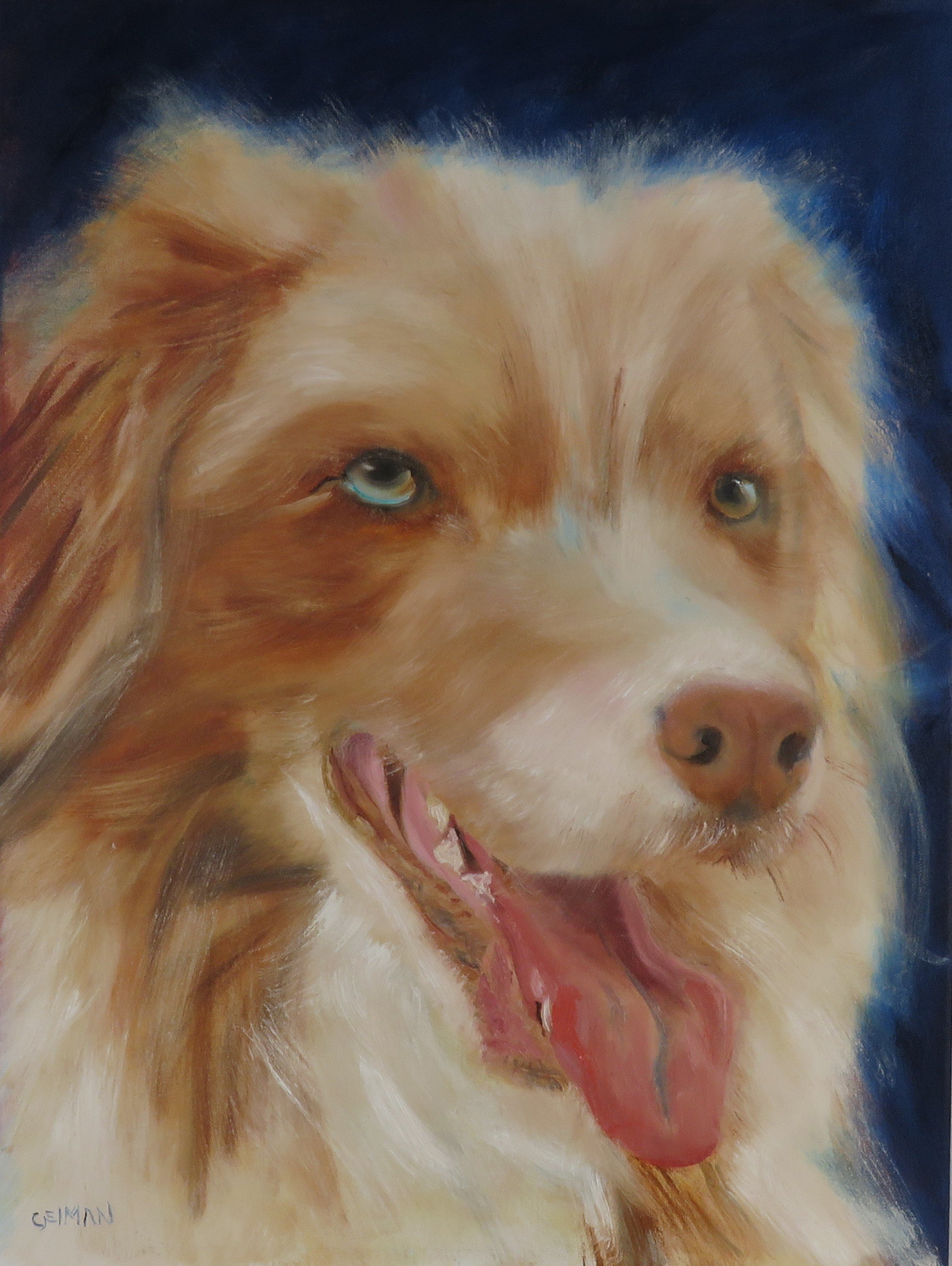 Australian Shepherd