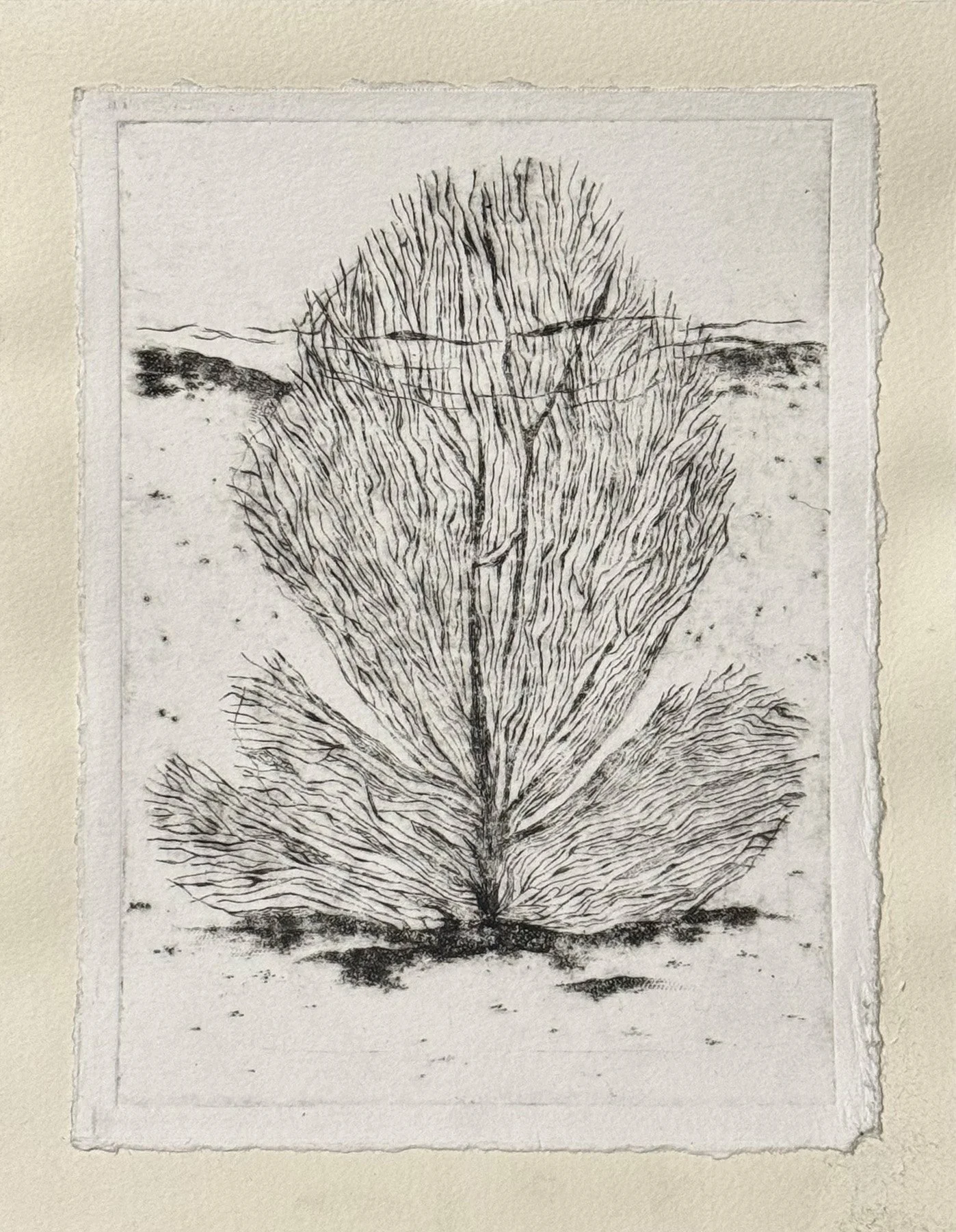 Sin Título (Coral), 2024,
Intaglio drypoint etching on acrylic,
5"x7"
