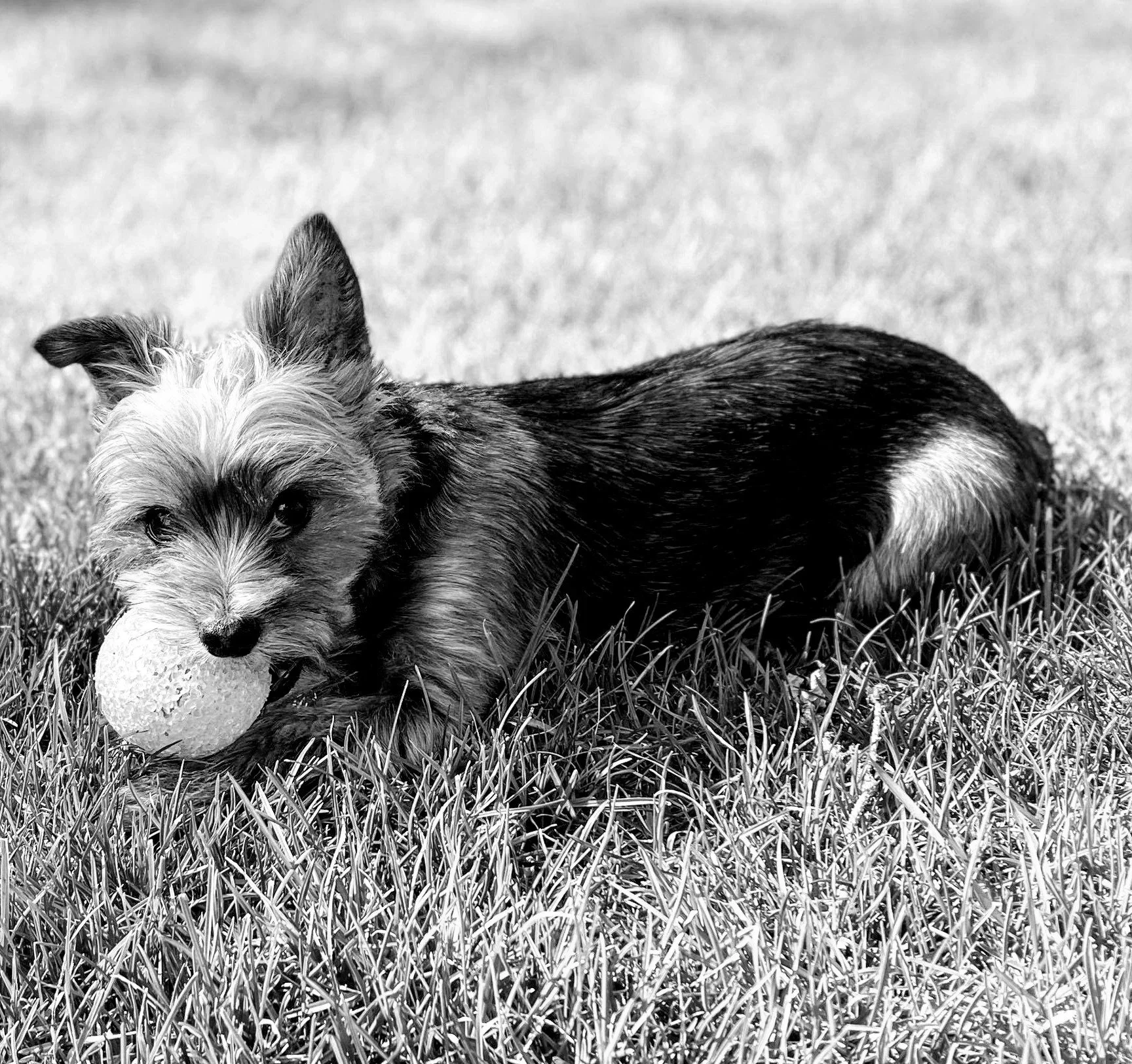 Ty Fischer's dog, Merci