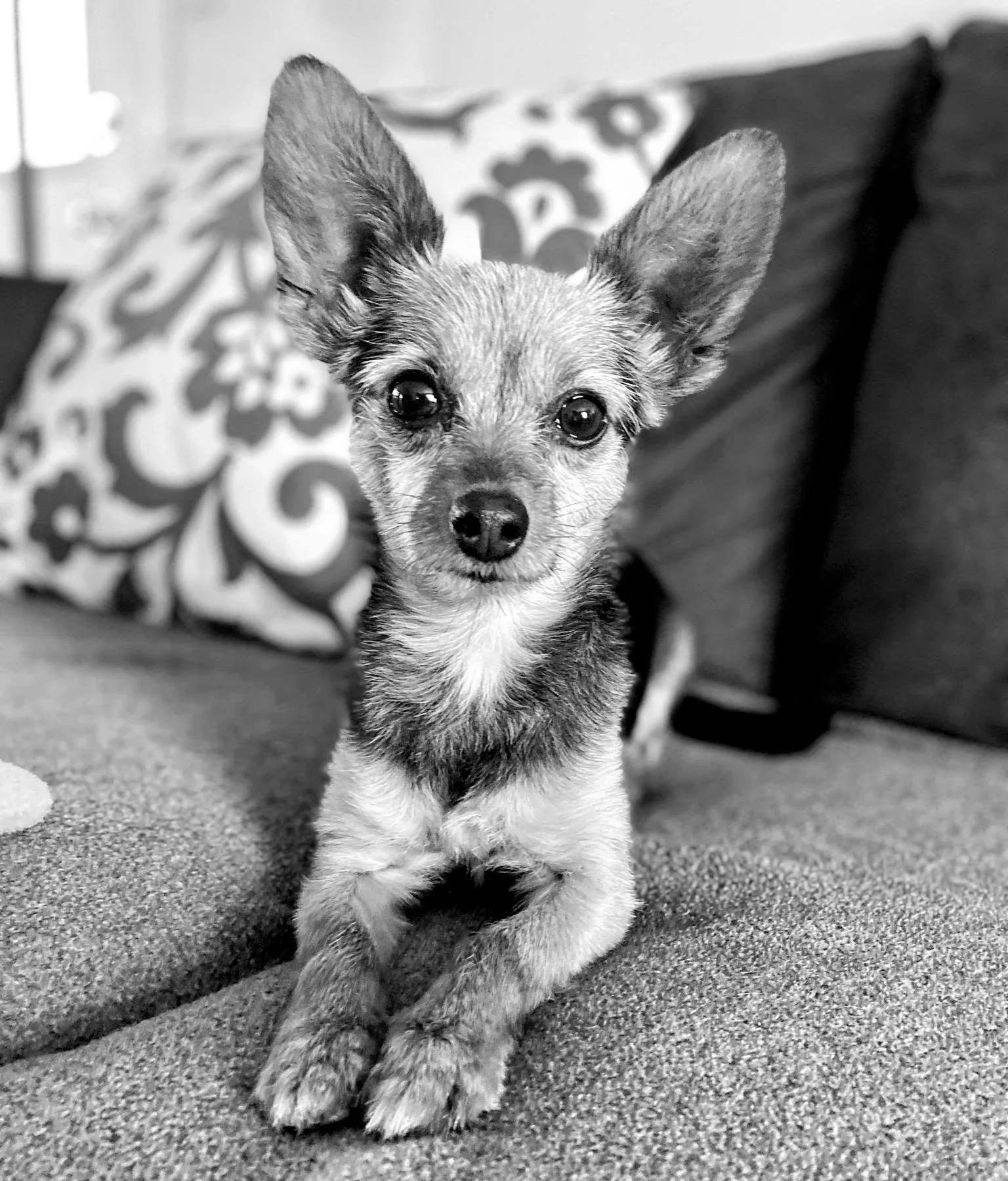 Ty Fischer's dog, Tinsley