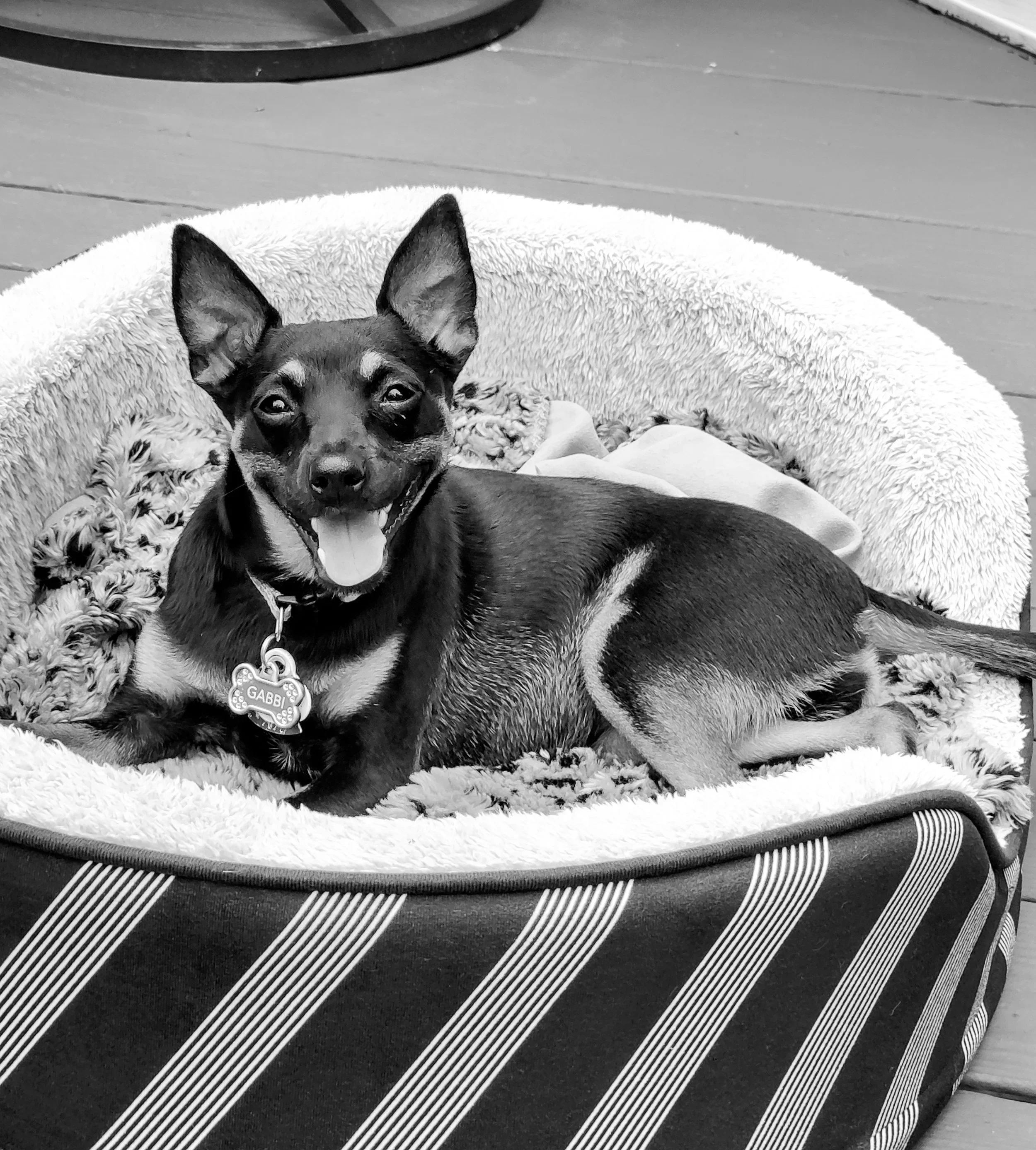 Ty Fischer's dog, Gabbi