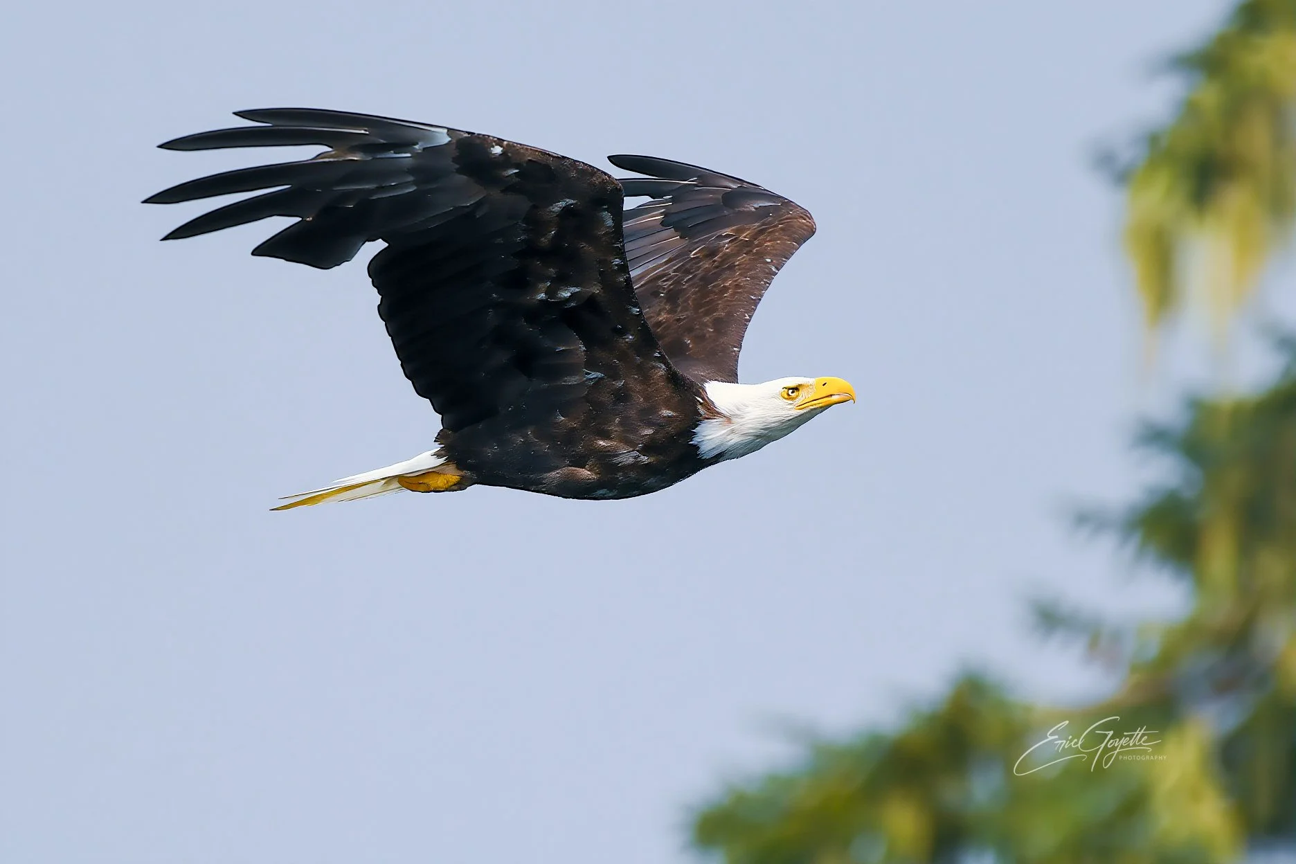 Flying Eagle-1.jpeg