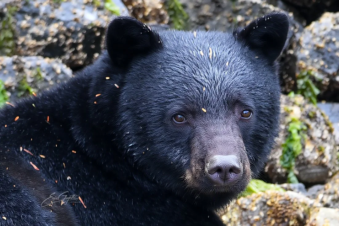 coastal black bear-1.jpeg
