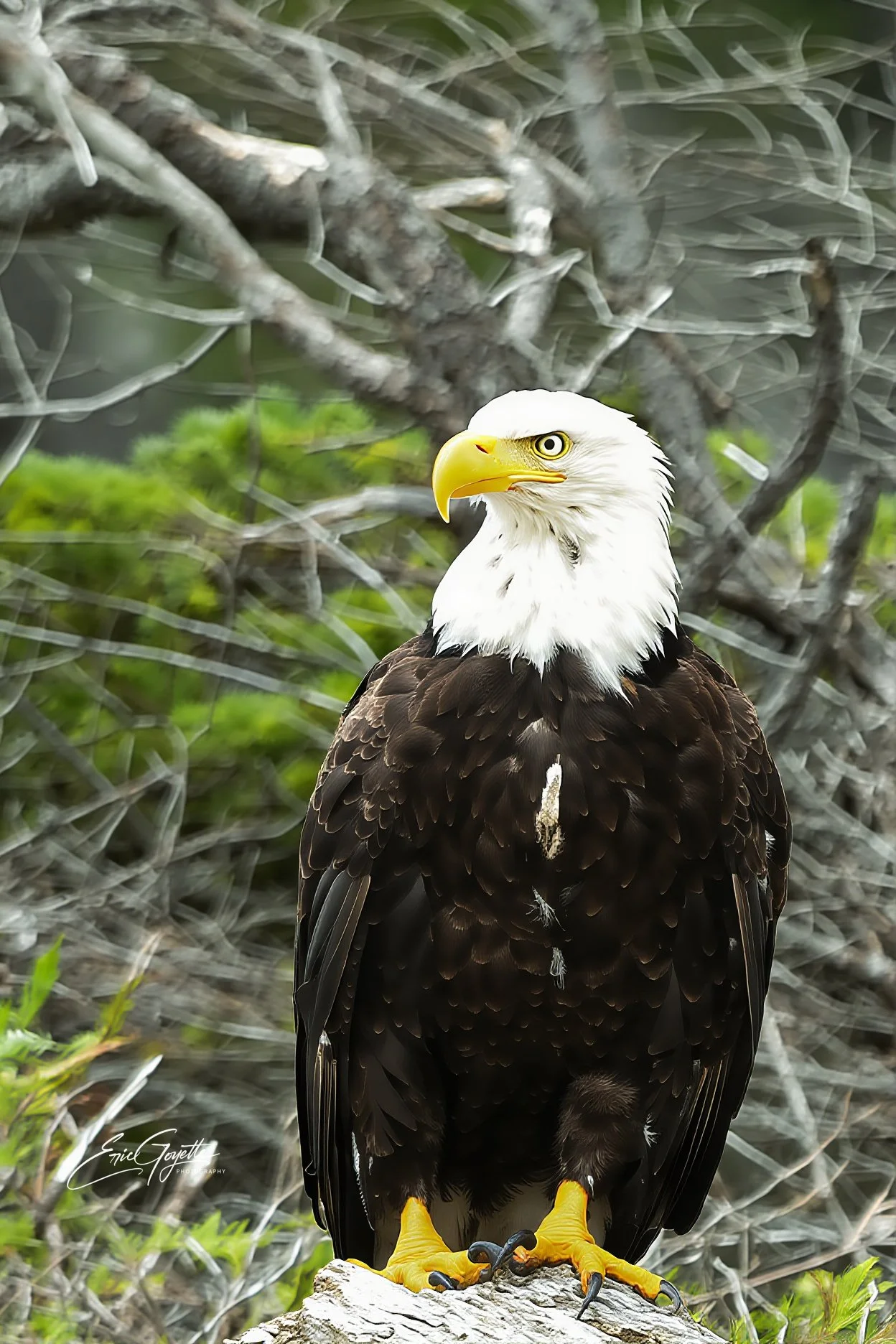 West Coast Eagle Perched