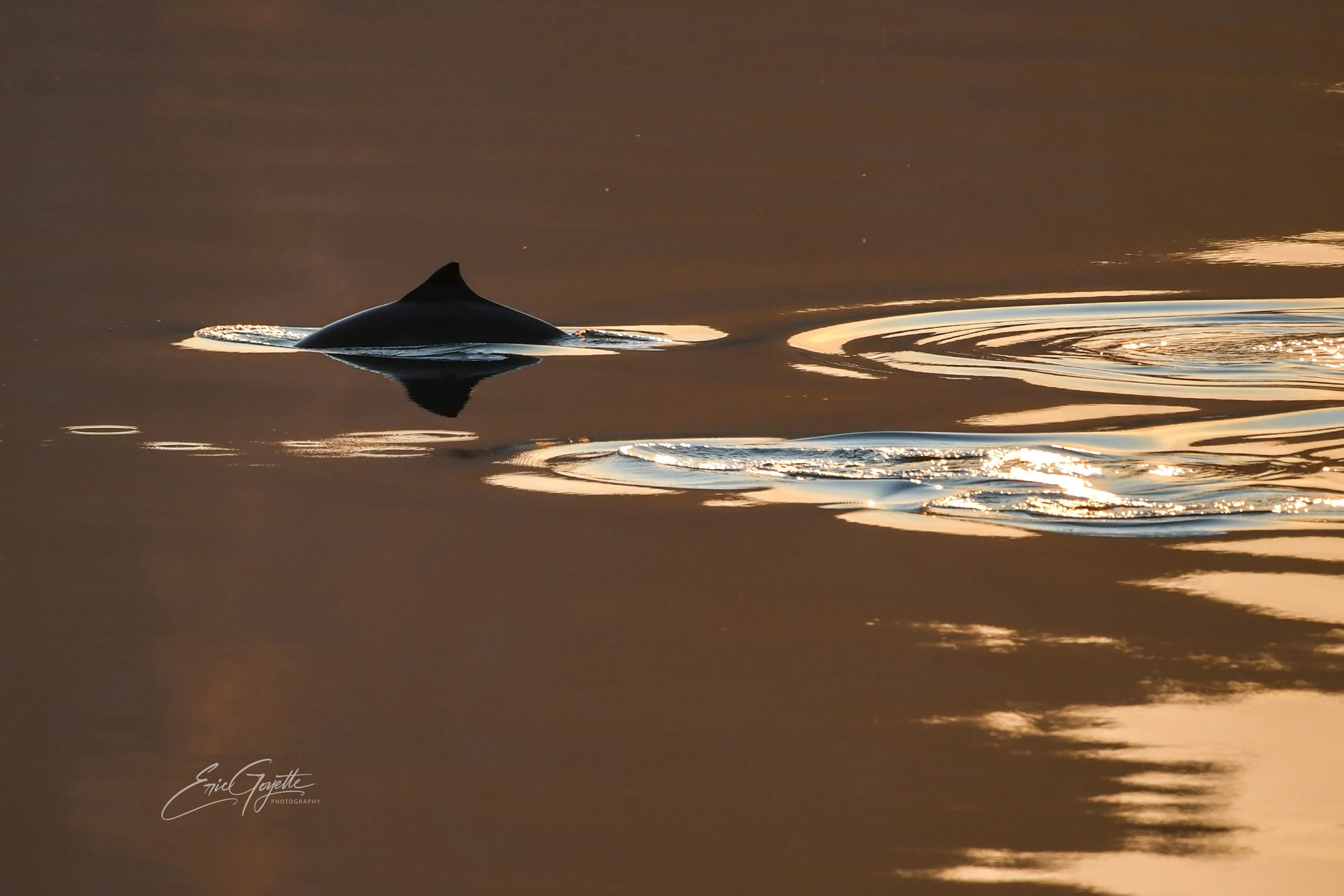 Dolphins at Minstrel Island