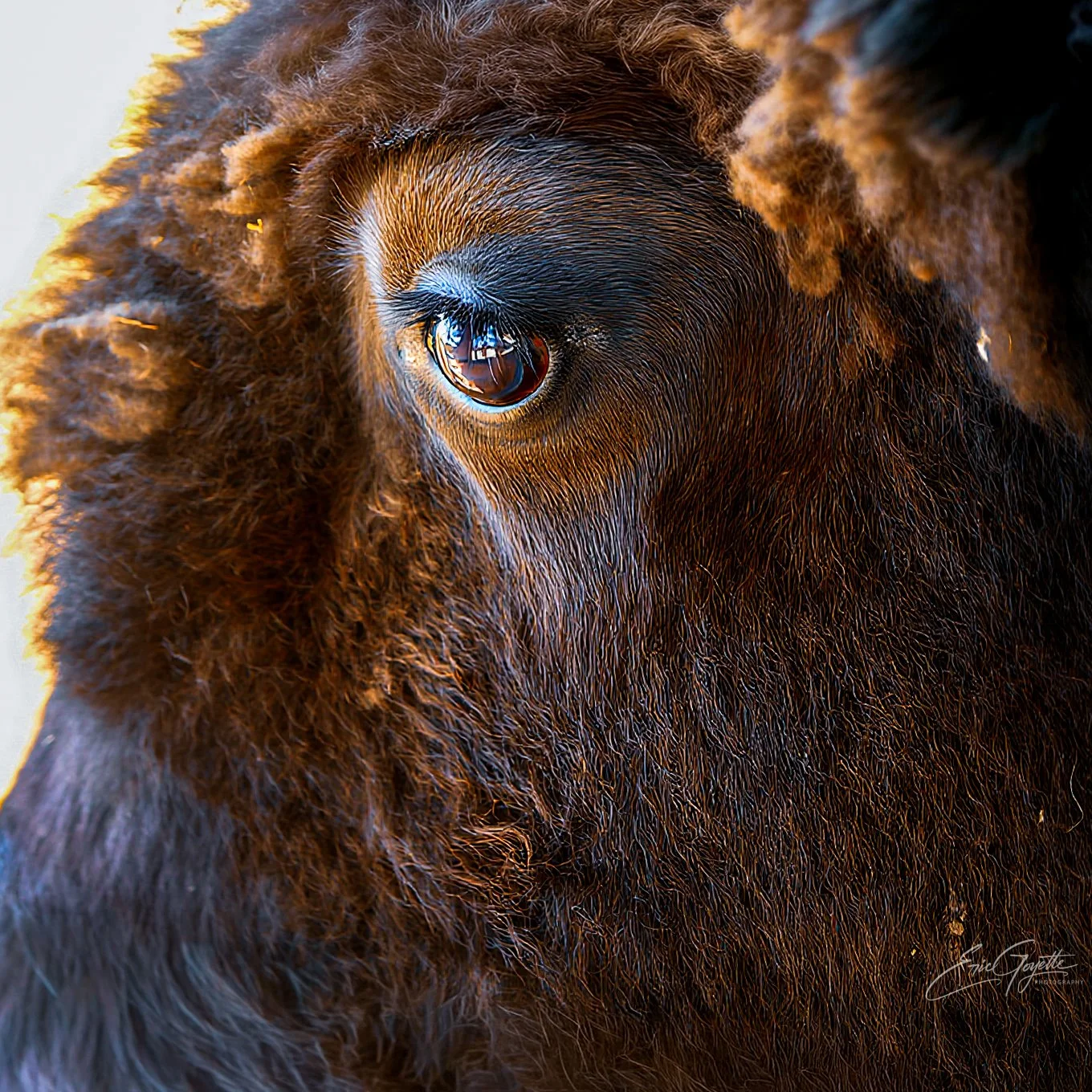 Bison