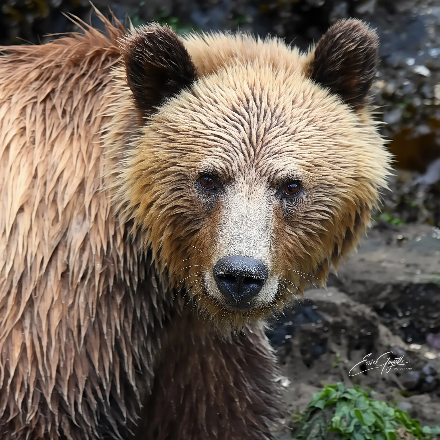 Coastal Grizzly Bear