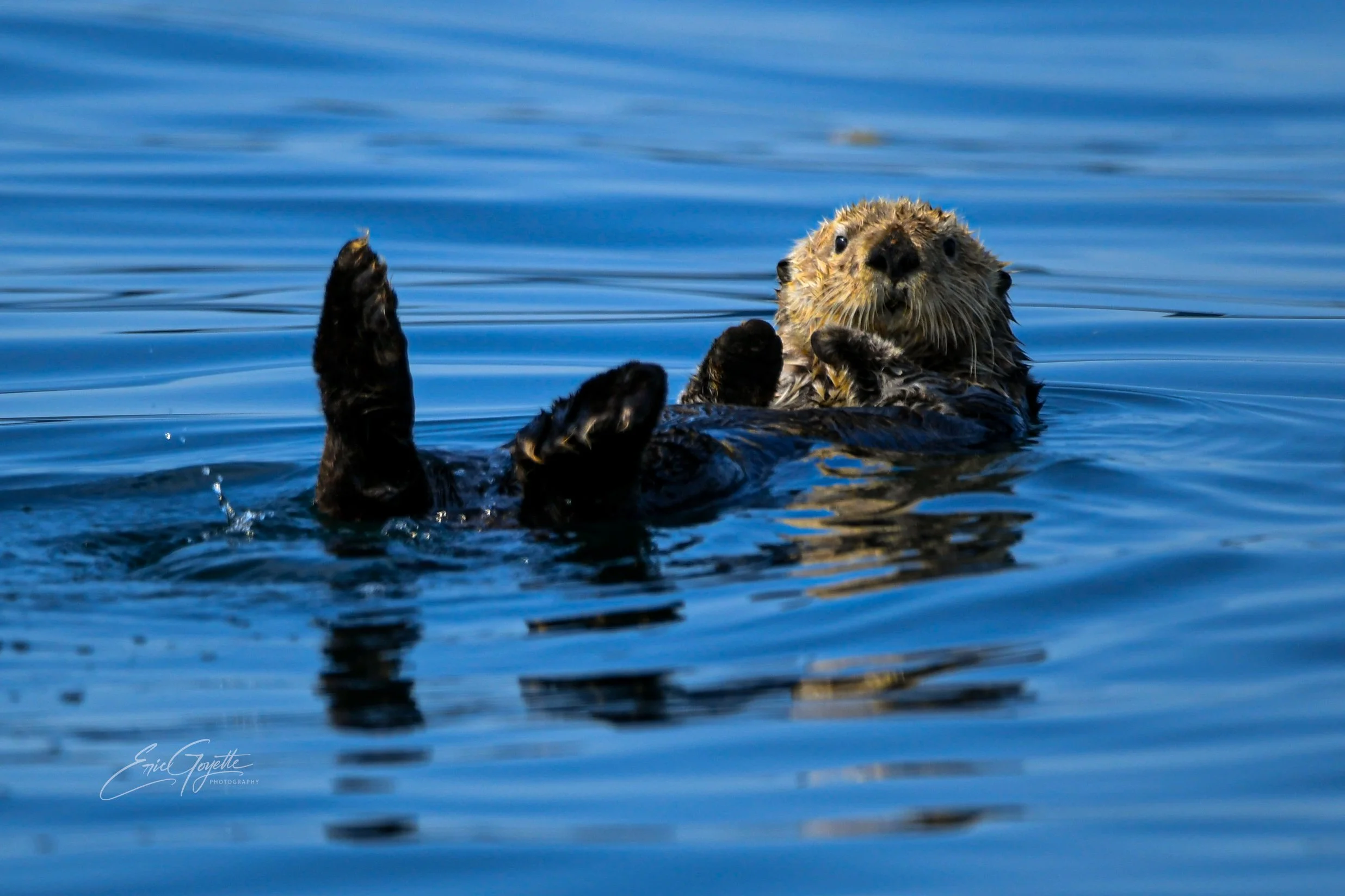 sea otter-1.jpeg