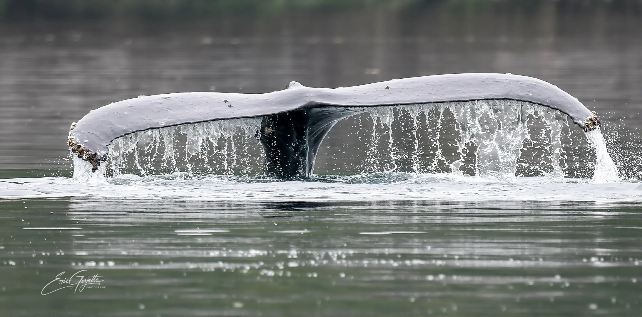 whale tail-1.jpeg