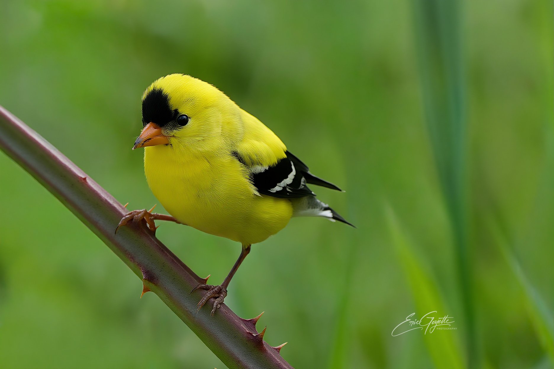 American Golden Finch