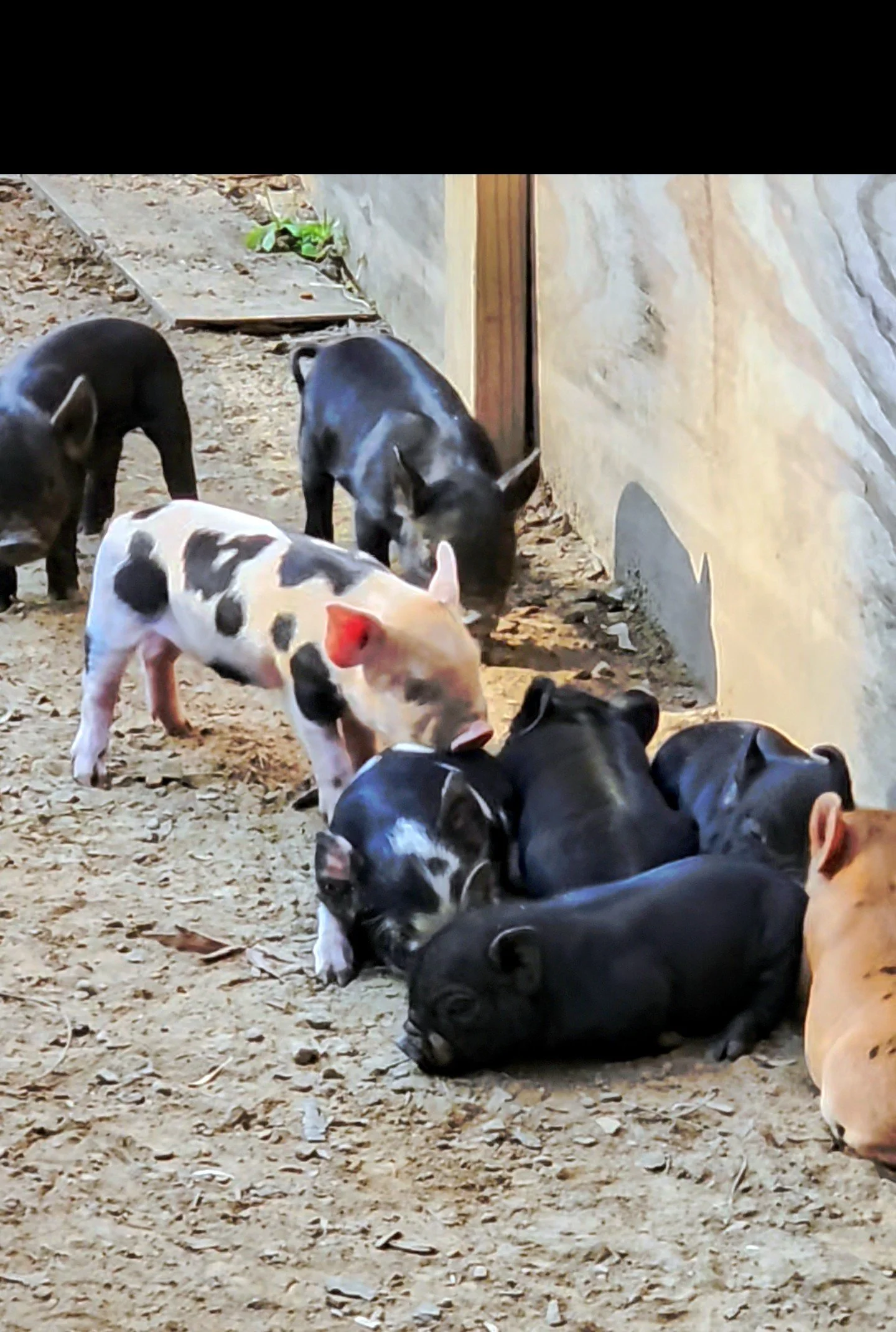 Current litter of Kune Kune piglets