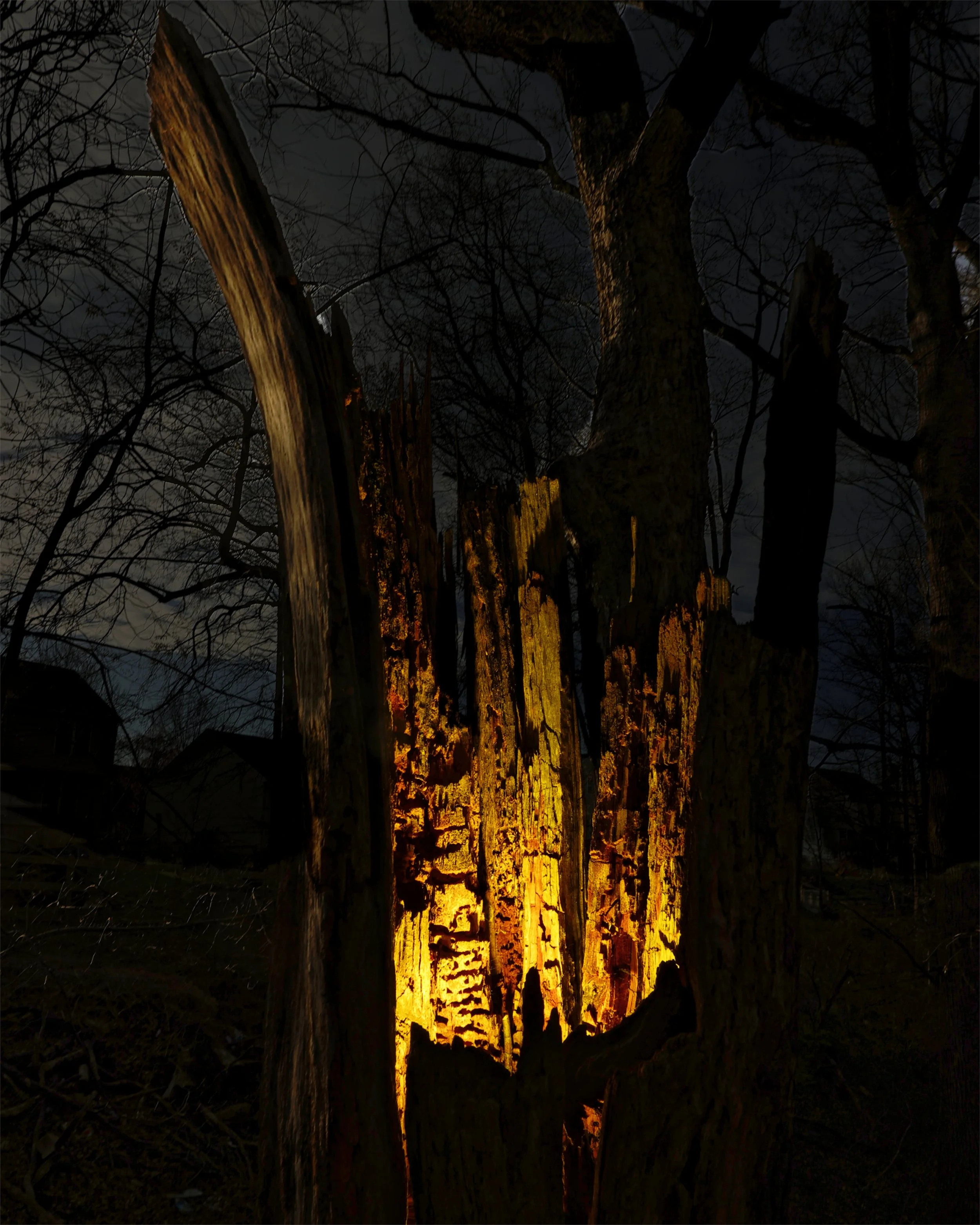 _T_L5003gold stumpy_20pct.jpg