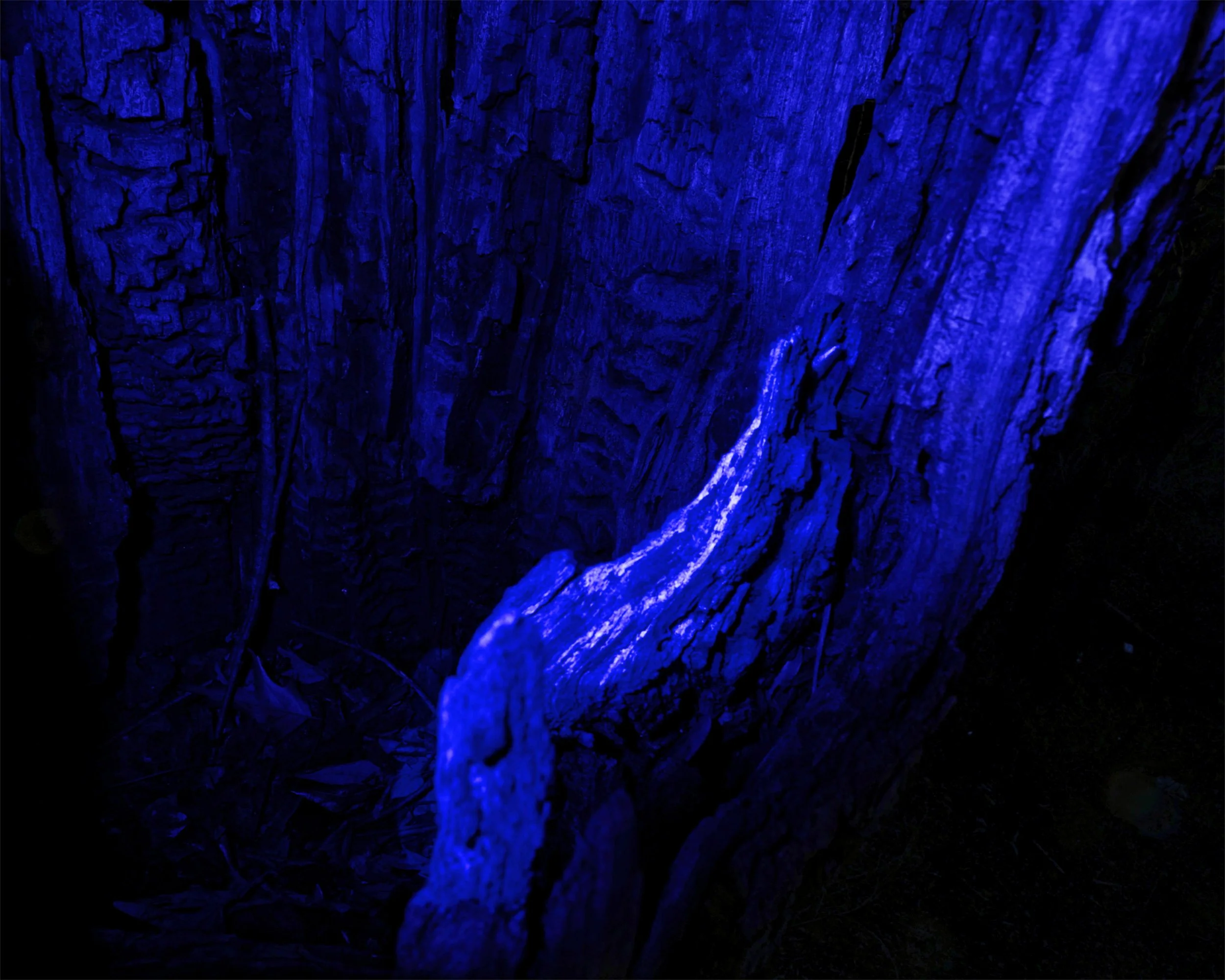 11_T_L4891_Bluedetail_BW Husk_wblue detail 20pct.jpg