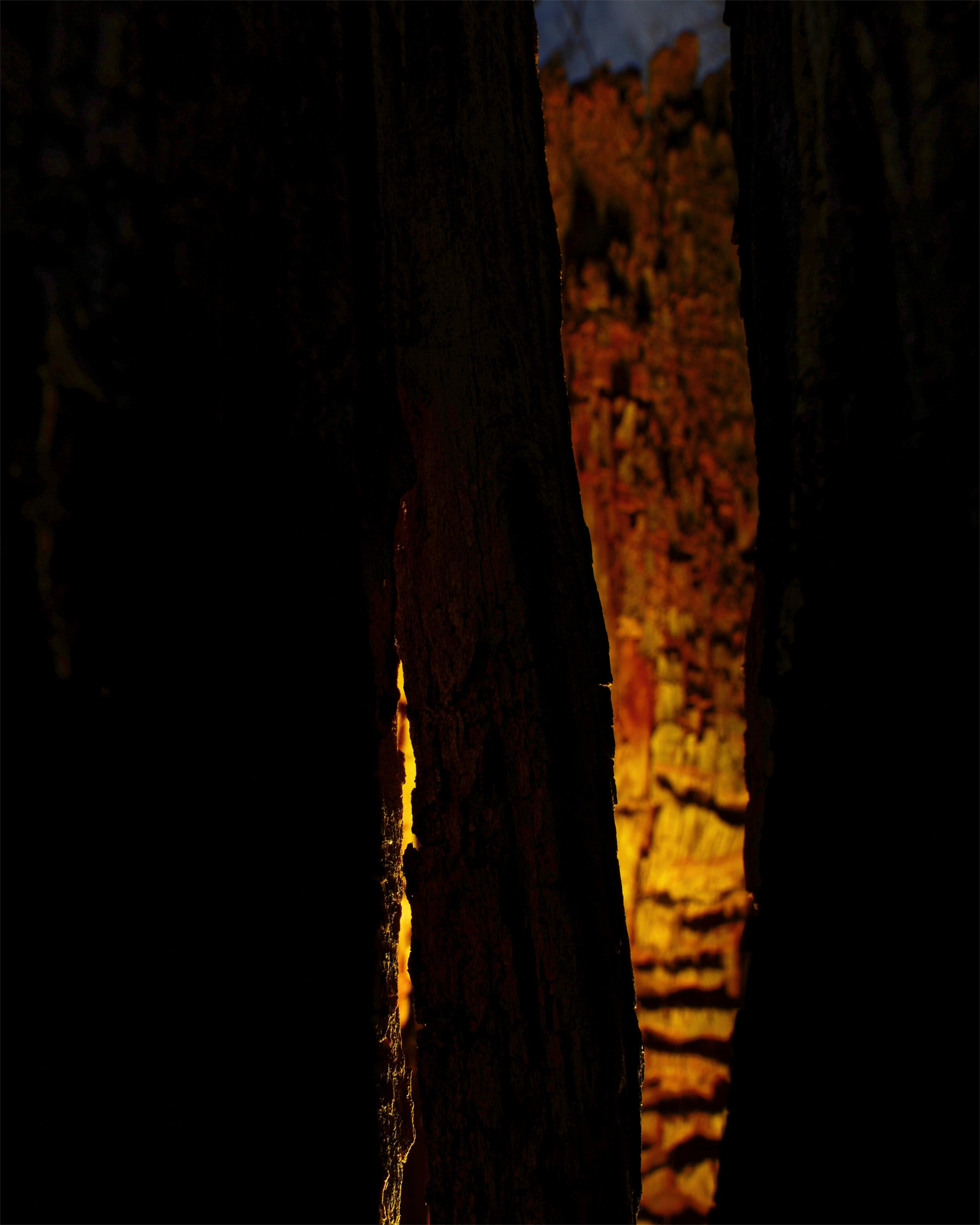 5_T_L5018_BW Husk_gold 20pct.jpg