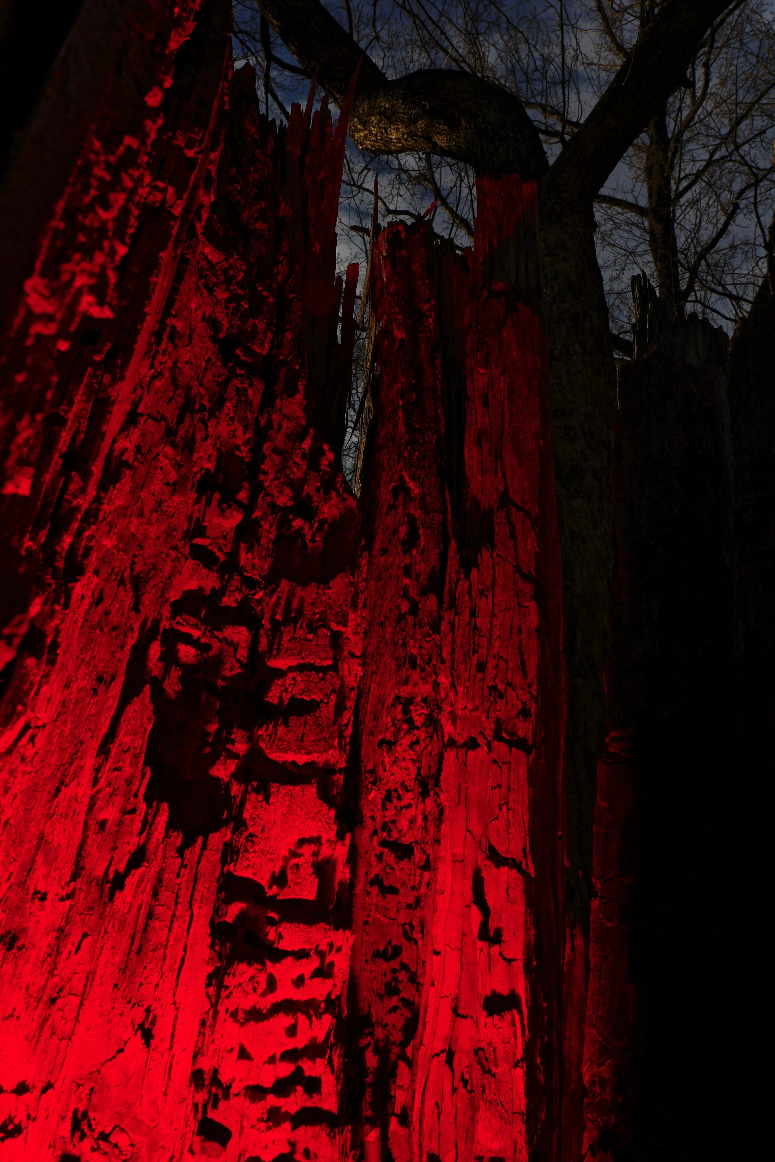 _T_L5040_red look up 2.jpg