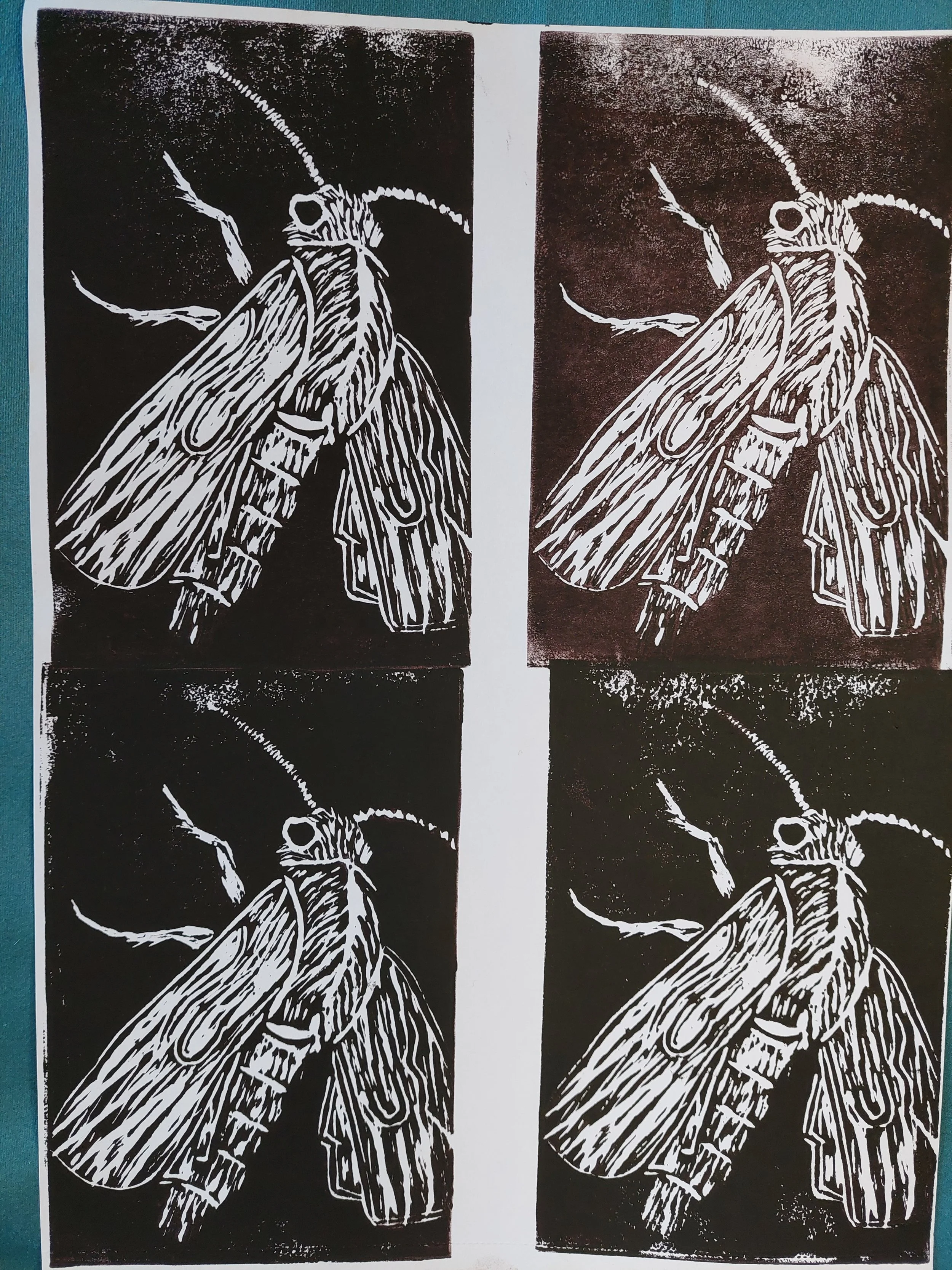 "Eupithecia"
