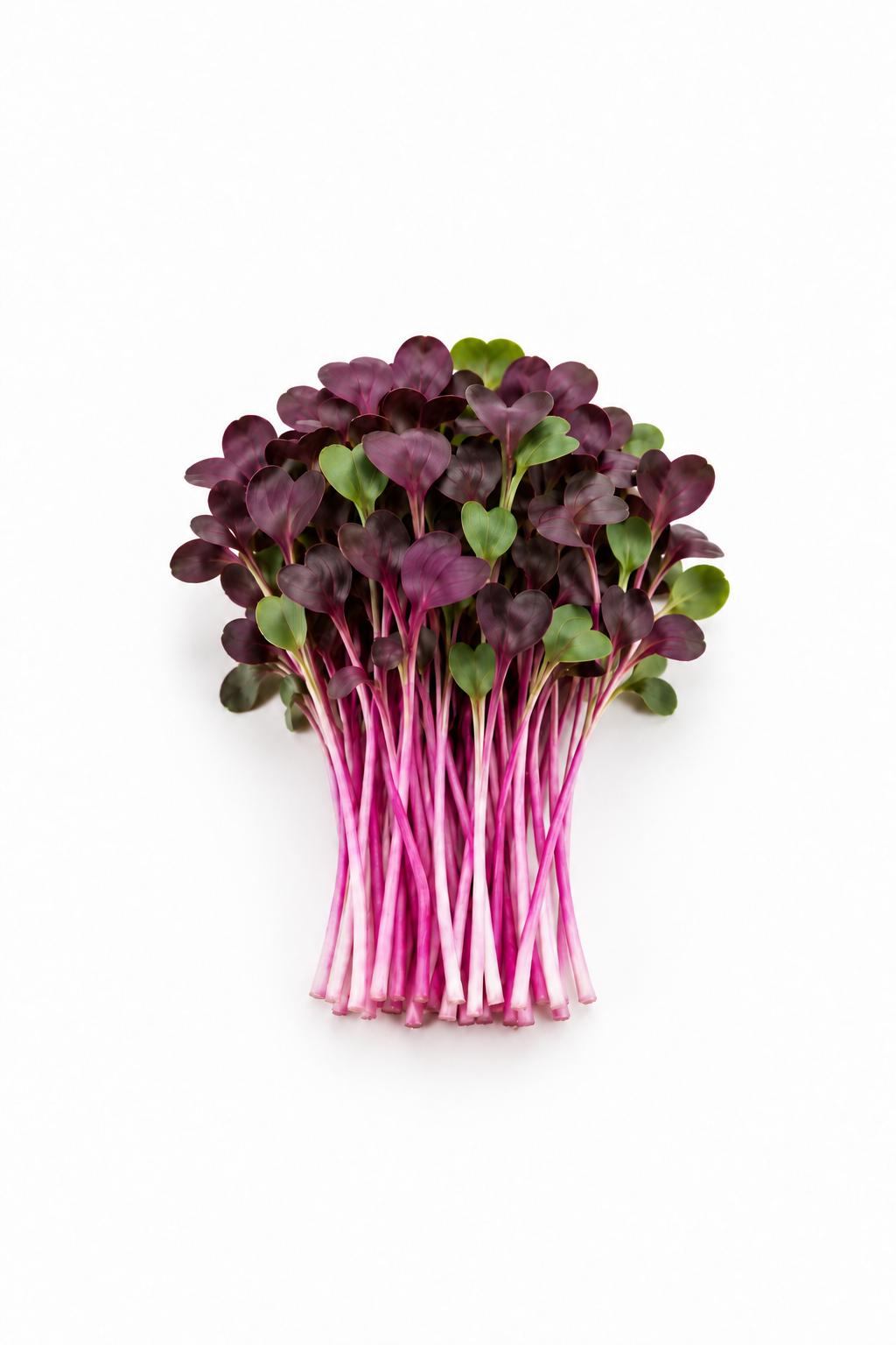 Rambo Radish