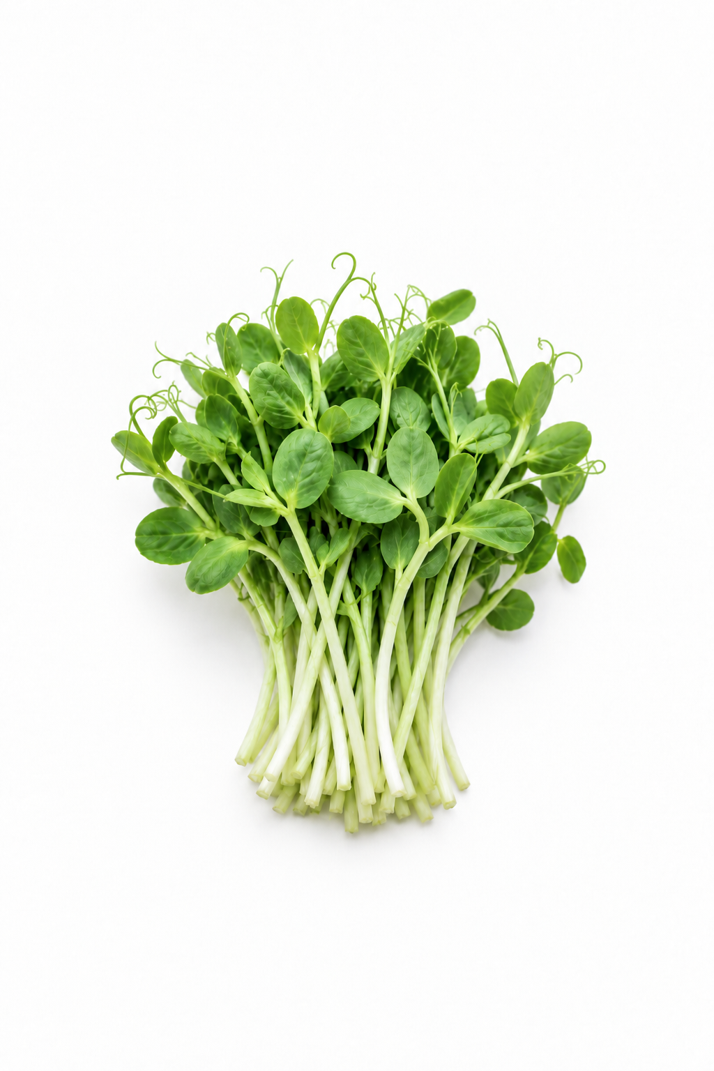 Speckled Pea