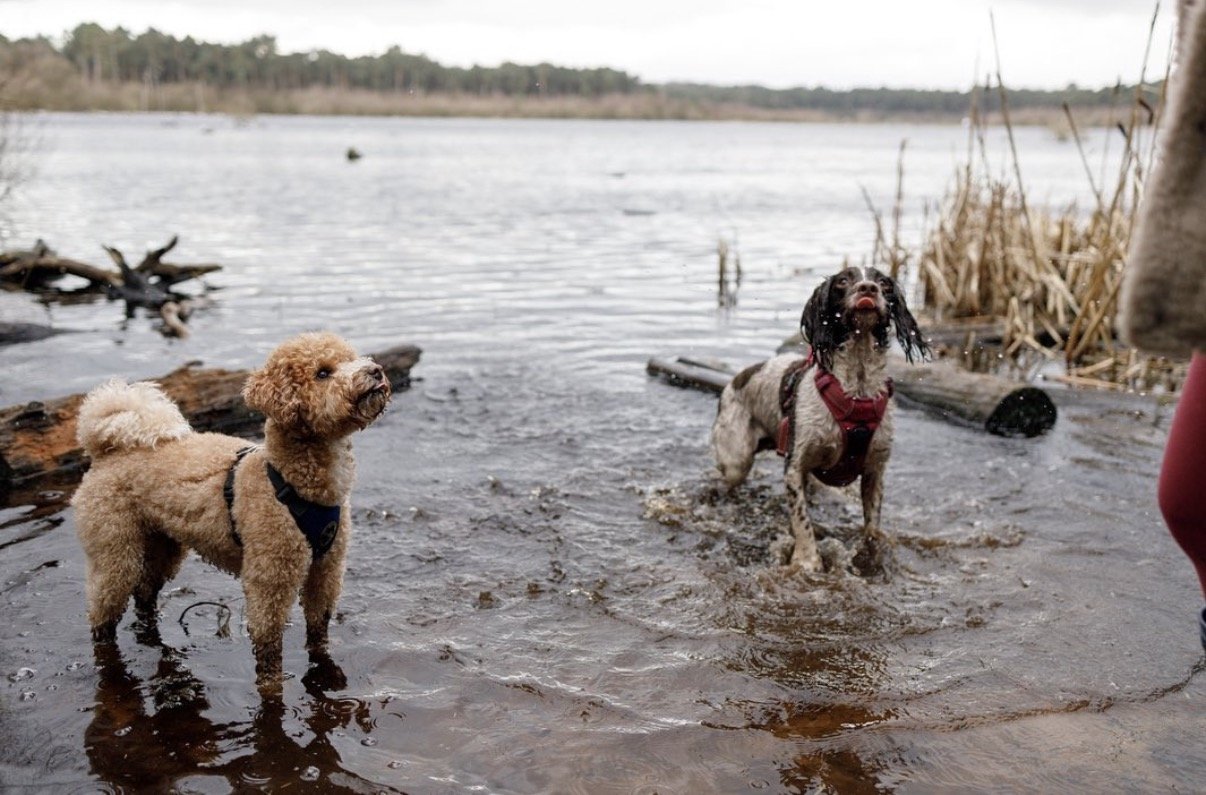 Two dogs standing in shallow water near a lake, with one dog wearing a harness and the other a bandana, surrounded by reeds and logs, with a distant tree line and cloudy sky in the background.