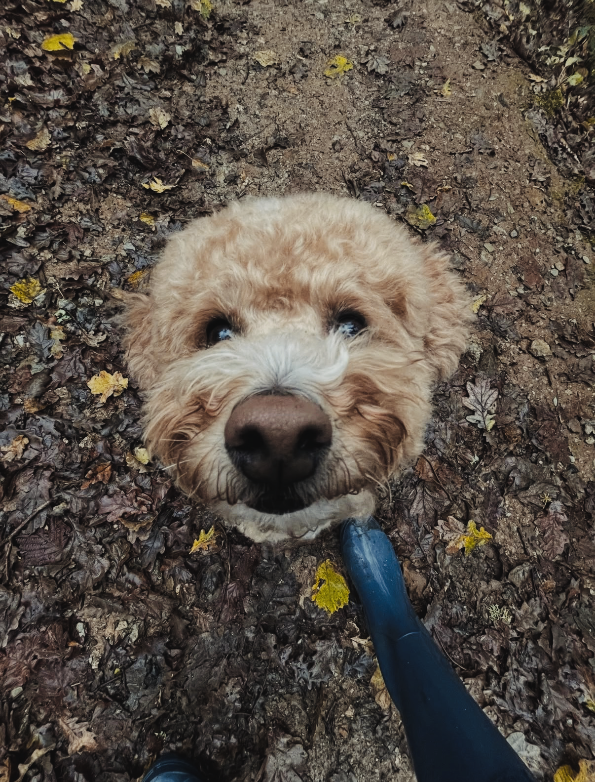 A close-up of a fluffy, light-colored dog standing on a dirt path covered with fallen leaves, looking up at the camera.
