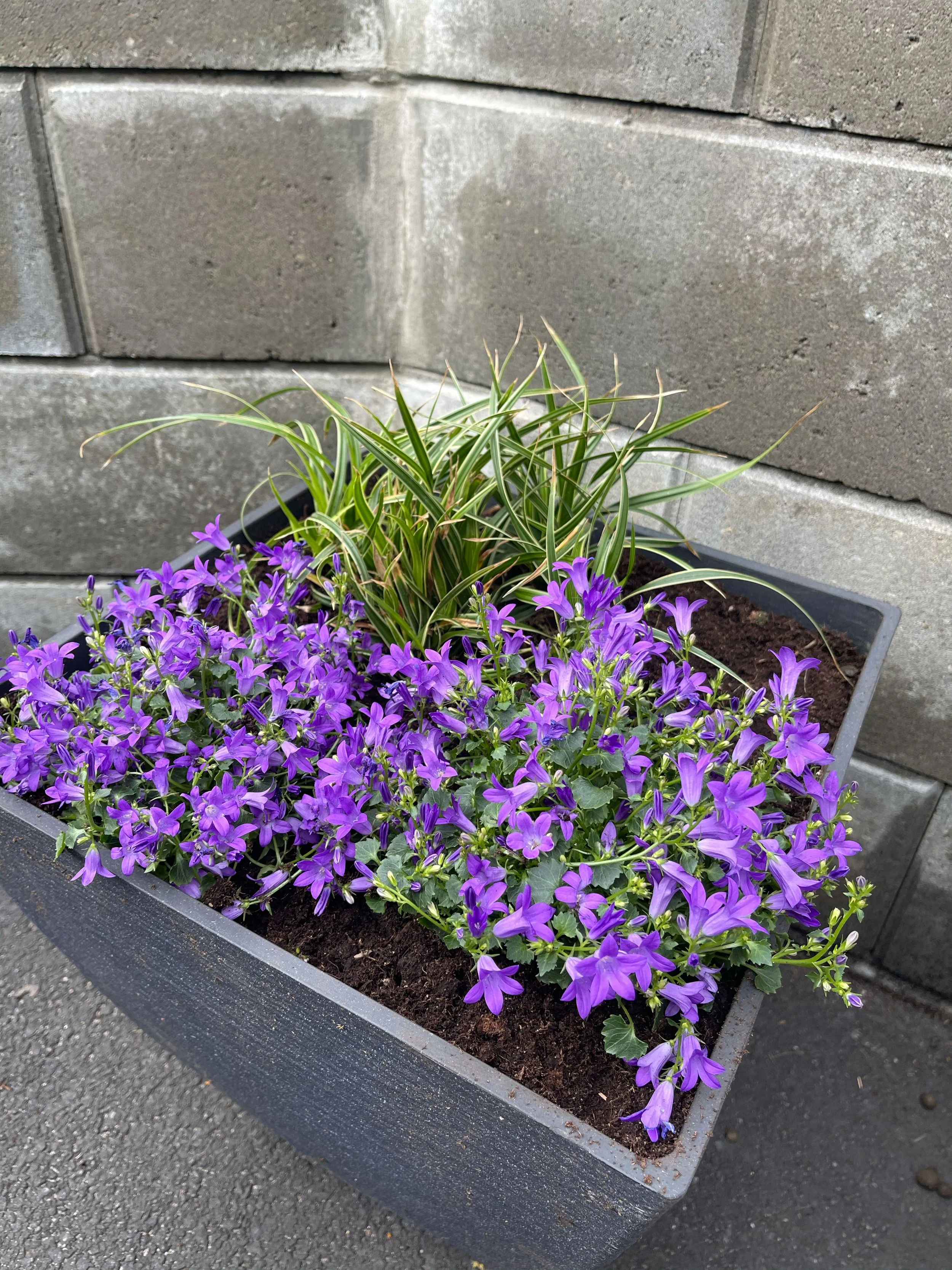 blomster11.jpg