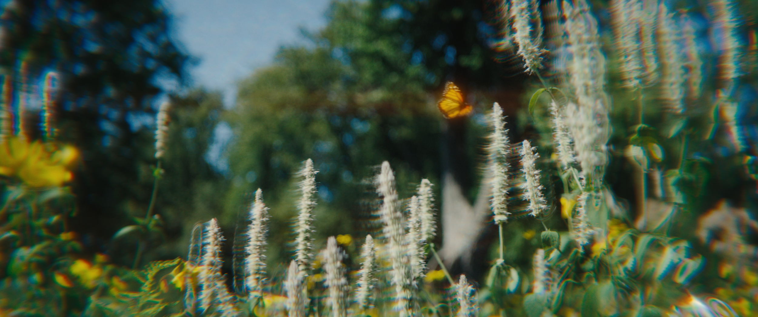 Blurred image of a butterfly in flight among white and yellow flowers outdoors on a sunny day.