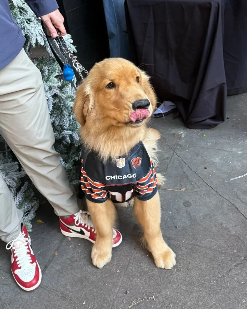 Golden Retriever wearing a Chicago Bears jersey on game day in Charleston, South Carolina.