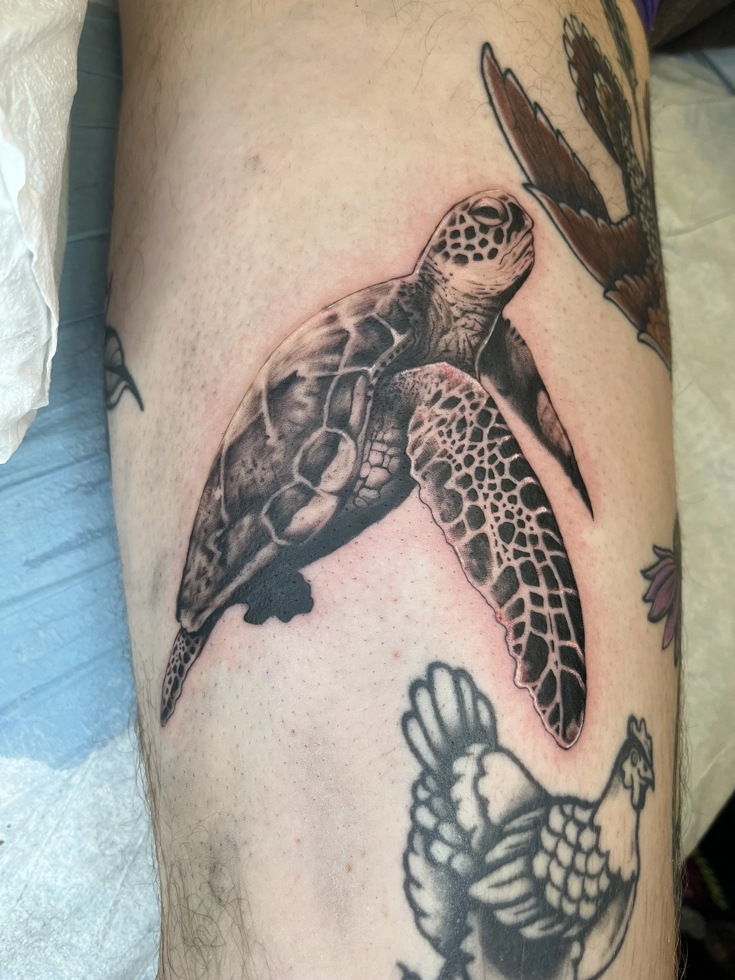 Close-up of a tattoo depicting a turtle with a butterfly on its back, covering part of a person's arm with additional tattoos visible around.