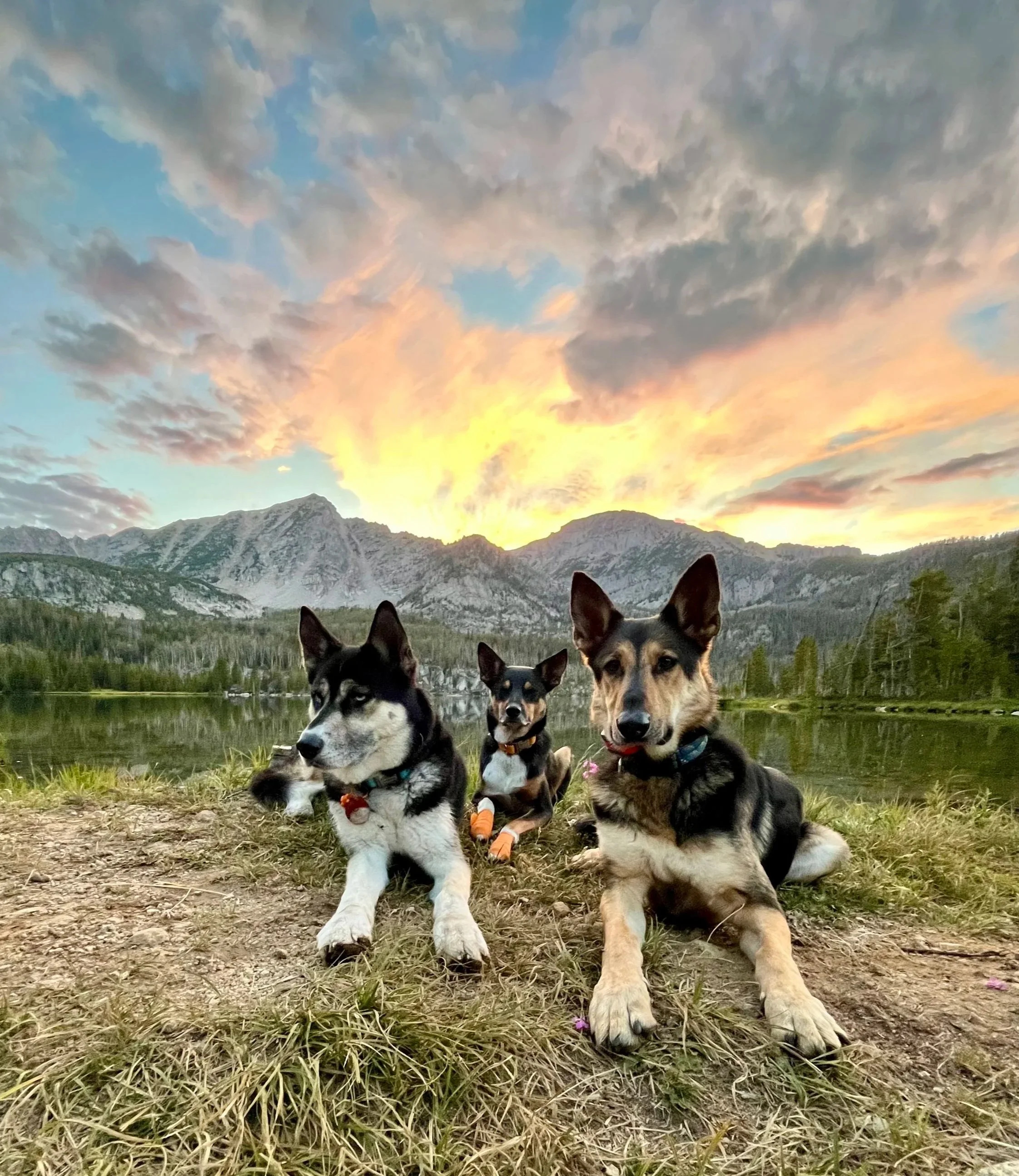 Three dogs sitting on grass near a lake with mountains in the background under a sunset sky with clouds.