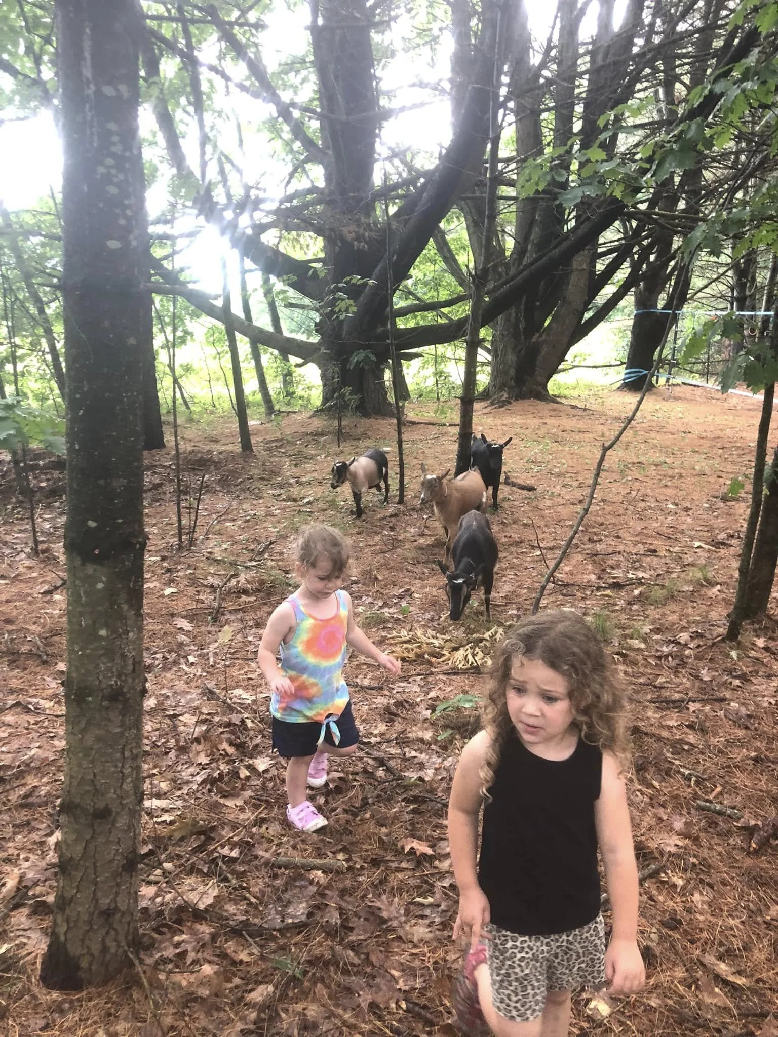 Children walking through a wooded area with trees, leaves, and goats.