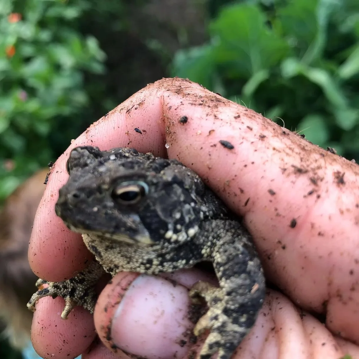 Close-up of a small black and gray lizard being held in a person's dirt-covered hand, with green leafy plants in the background.