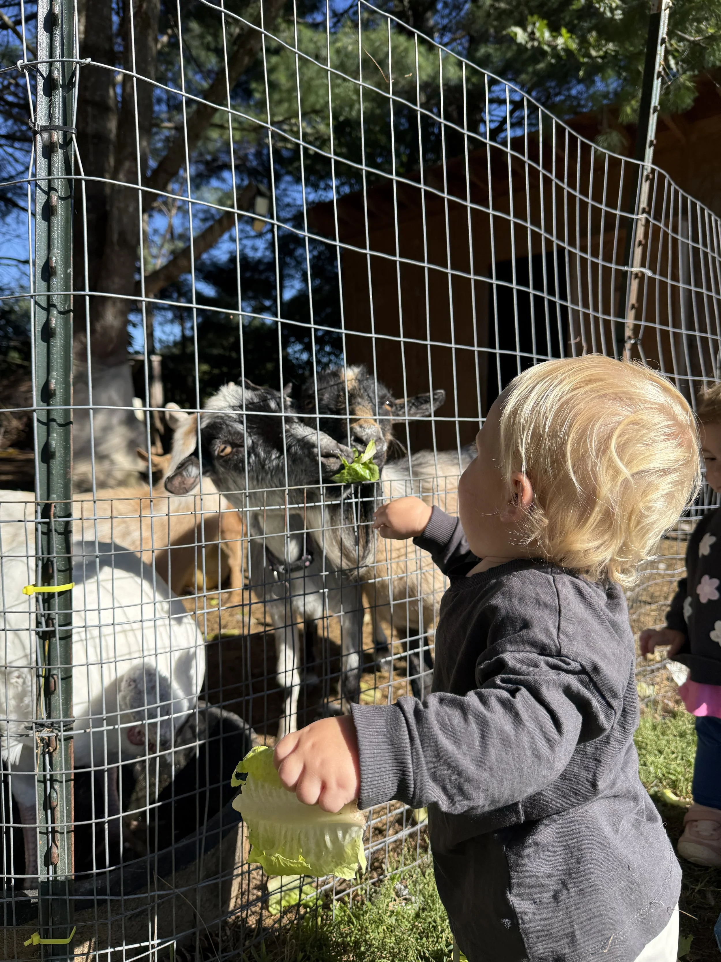 A young child with blonde hair feeding a group of goats through a metal fence. The goats are reaching over the fence to eat lettuce that the child is holding.
