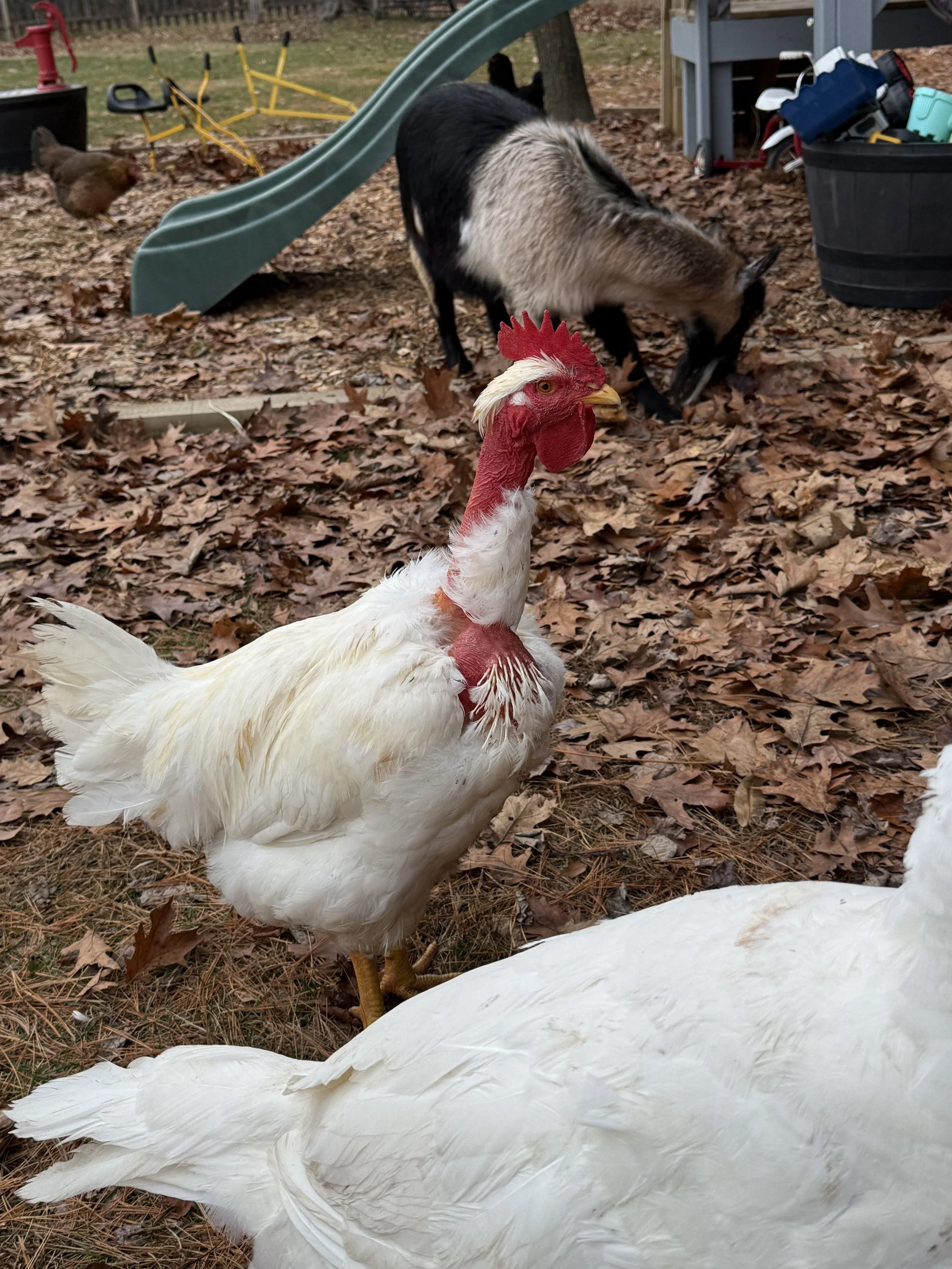 A white rooster standing on a leaf-covered ground near a large white duck or goose, with a brown chicken and a goat in the background, all near a children's slide and outdoor playset.