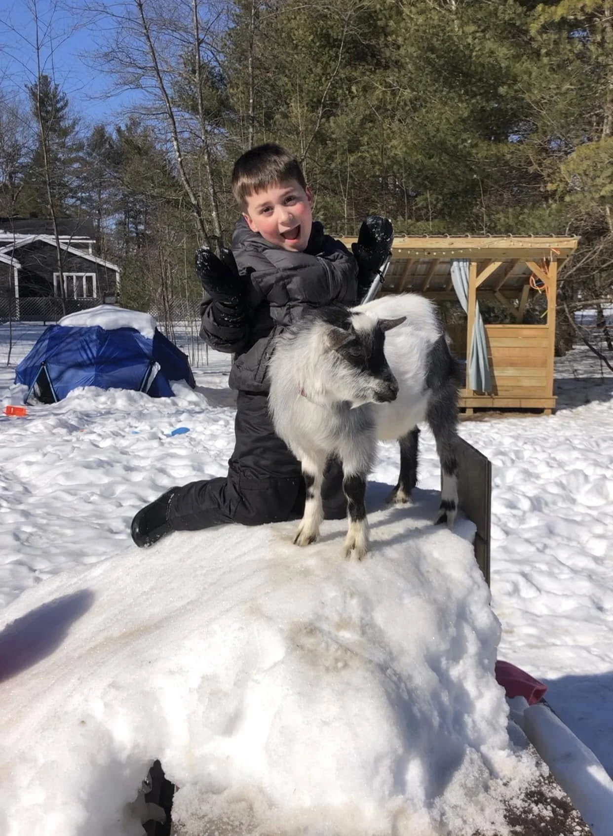 A young boy kneeling on snow with a goat, outdoors in a snowy backyard with trees, a house, and a small wooden shed in the background.