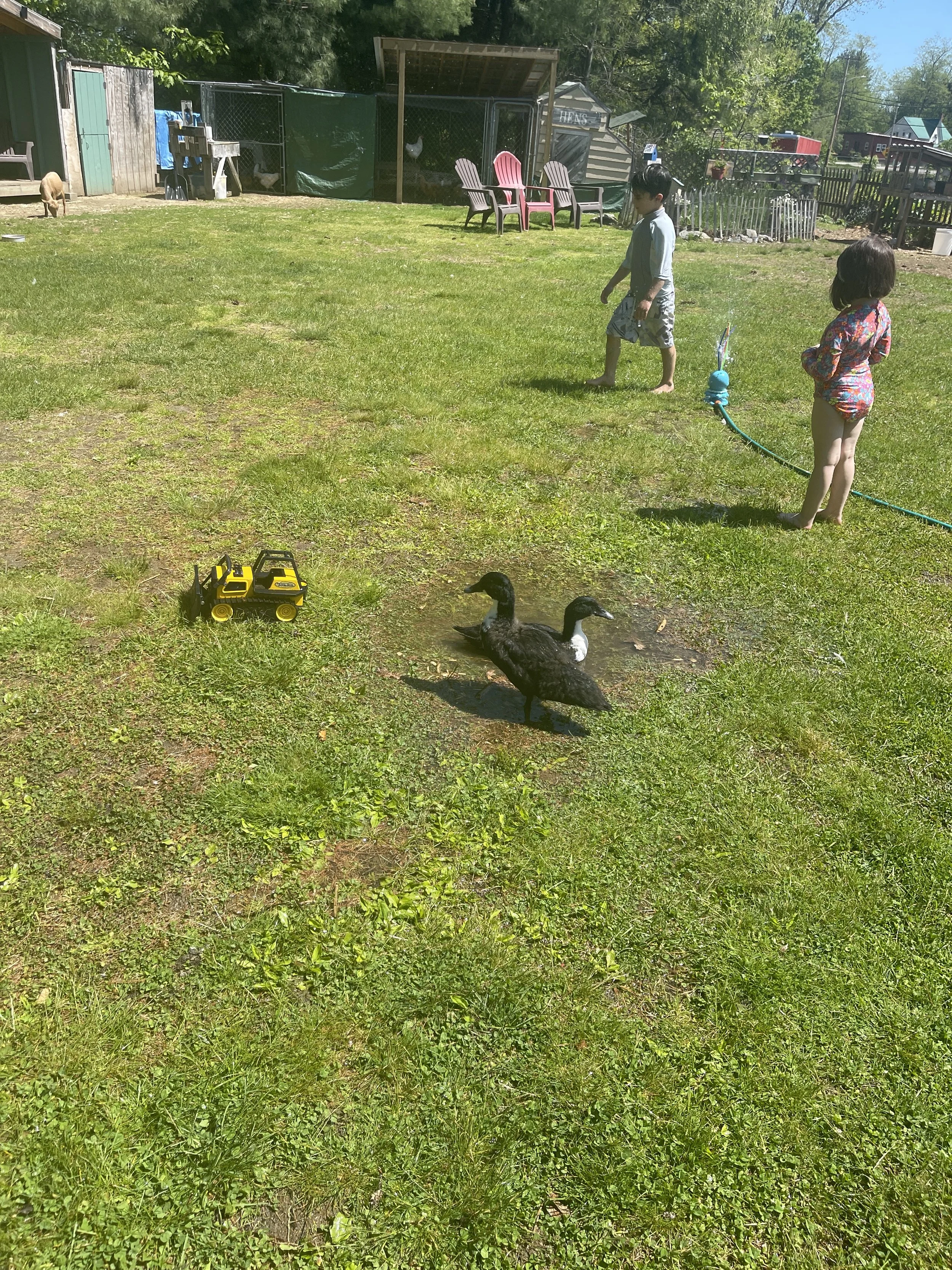 A backyard with two children playing on the grass, ducks in the foreground, a yellow toy truck, and various outdoor furniture and structures in the background.