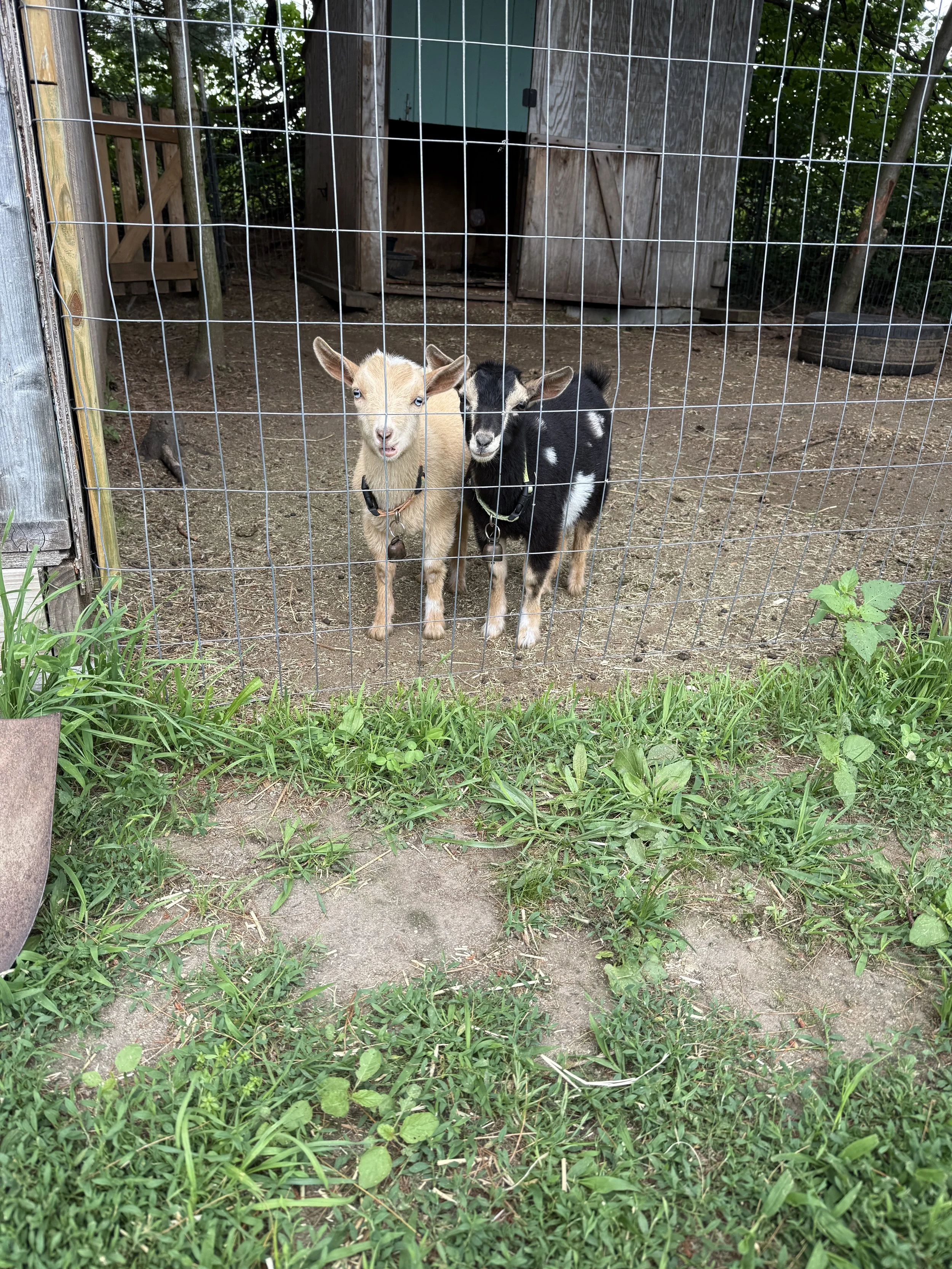 Two young goats standing behind a wire fence, with a wooden shed in the background and green grass and plants in the foreground.