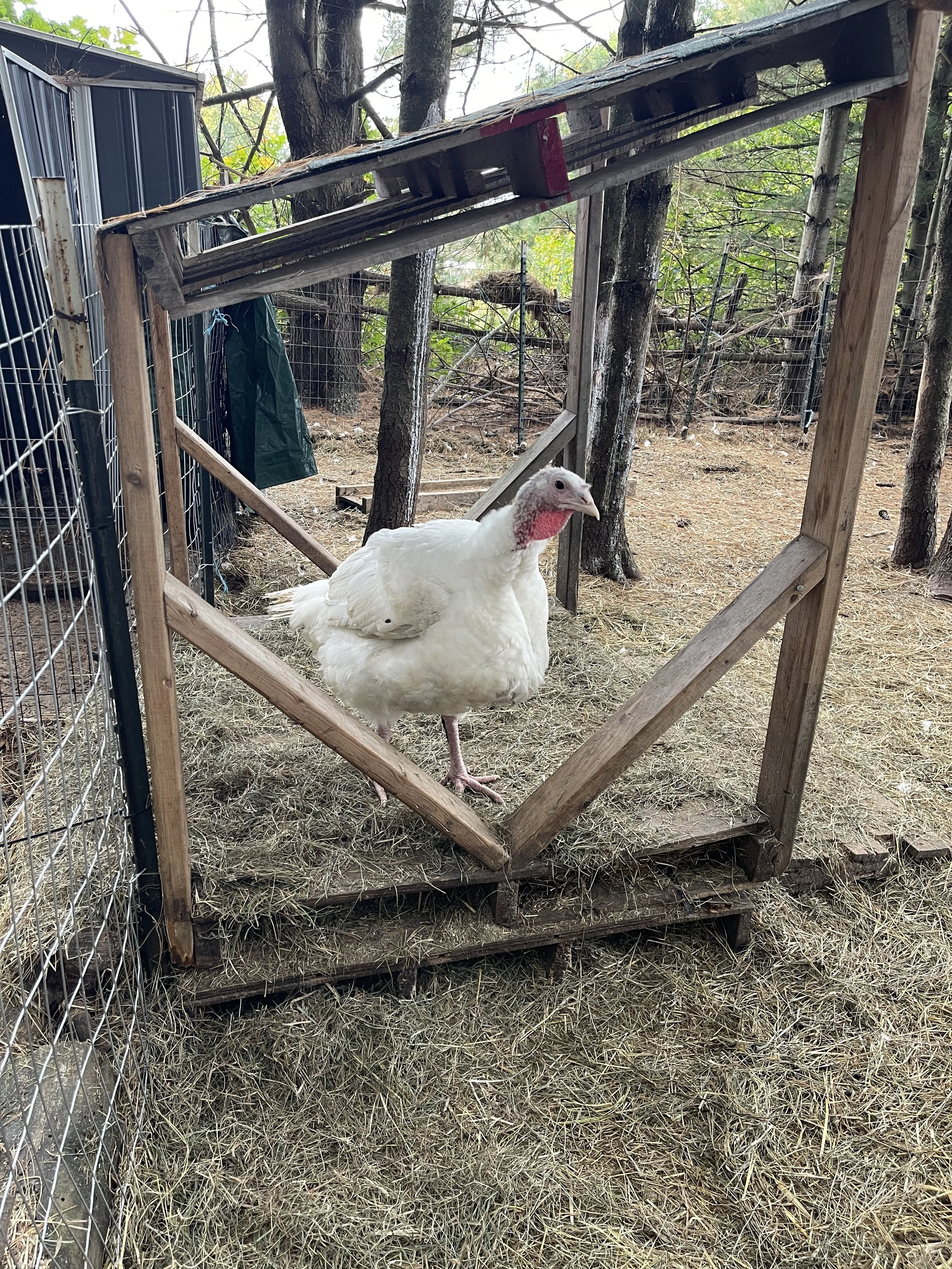 A white turkey with a red head and wattle standing inside a wooden coop in a wooded outdoor area, with trees and wire fencing surrounding the enclosure.
