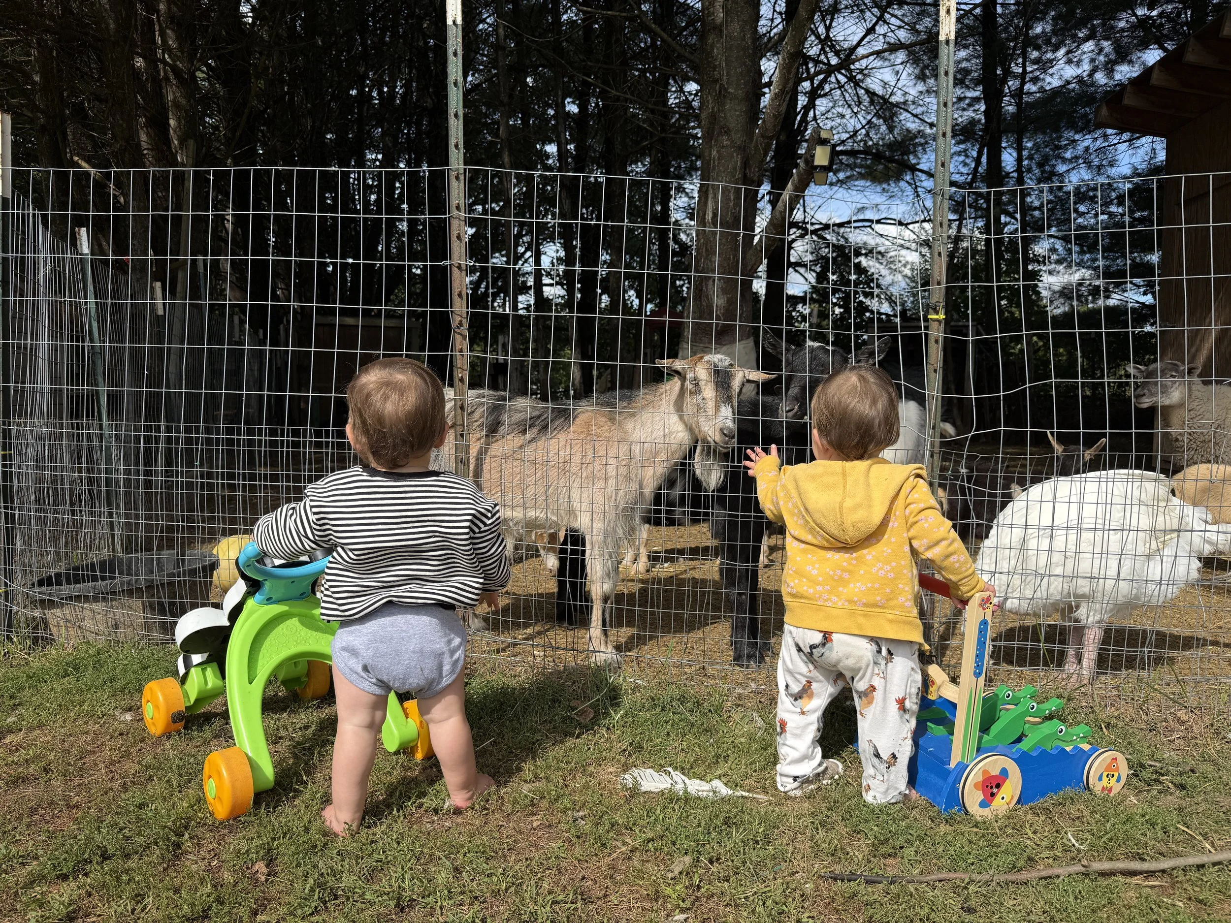 Two young children standing outside behind a wire fence, watching goats in a pen, with toys and outdoor equipment nearby.