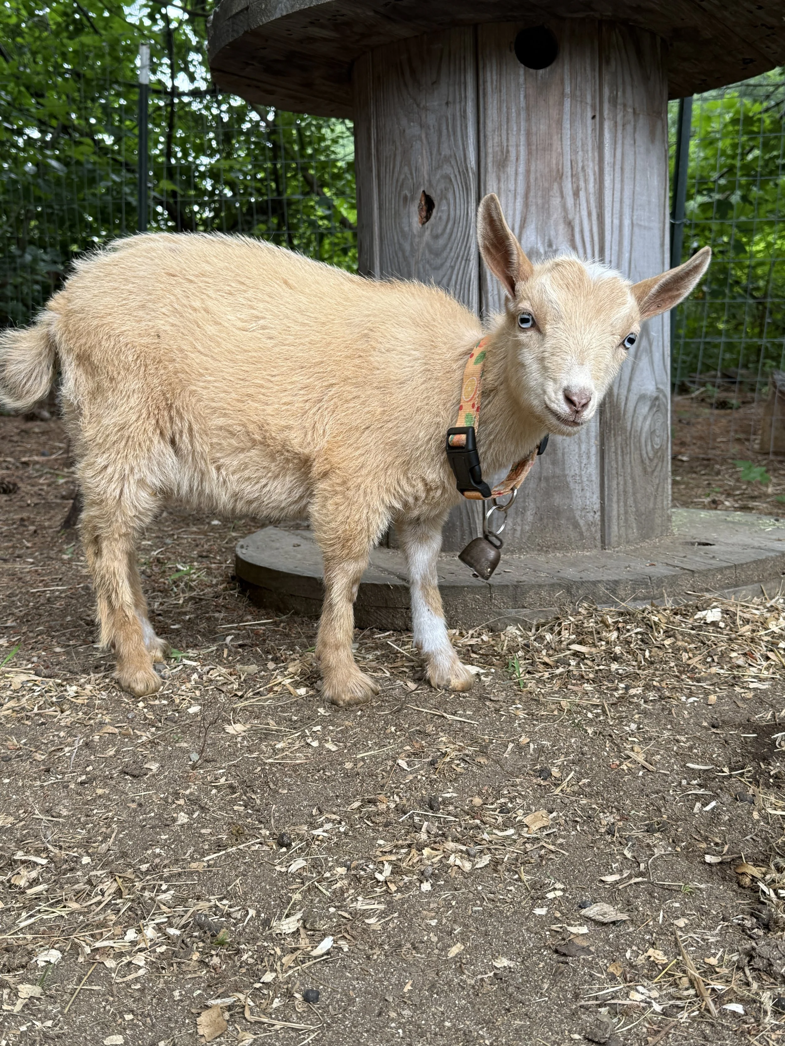 A young goat with tan fur, blue eyes, and large ears standing on dirt ground with scattered leaves and sticks, in front of a wooden structure and a green, leafy background.
