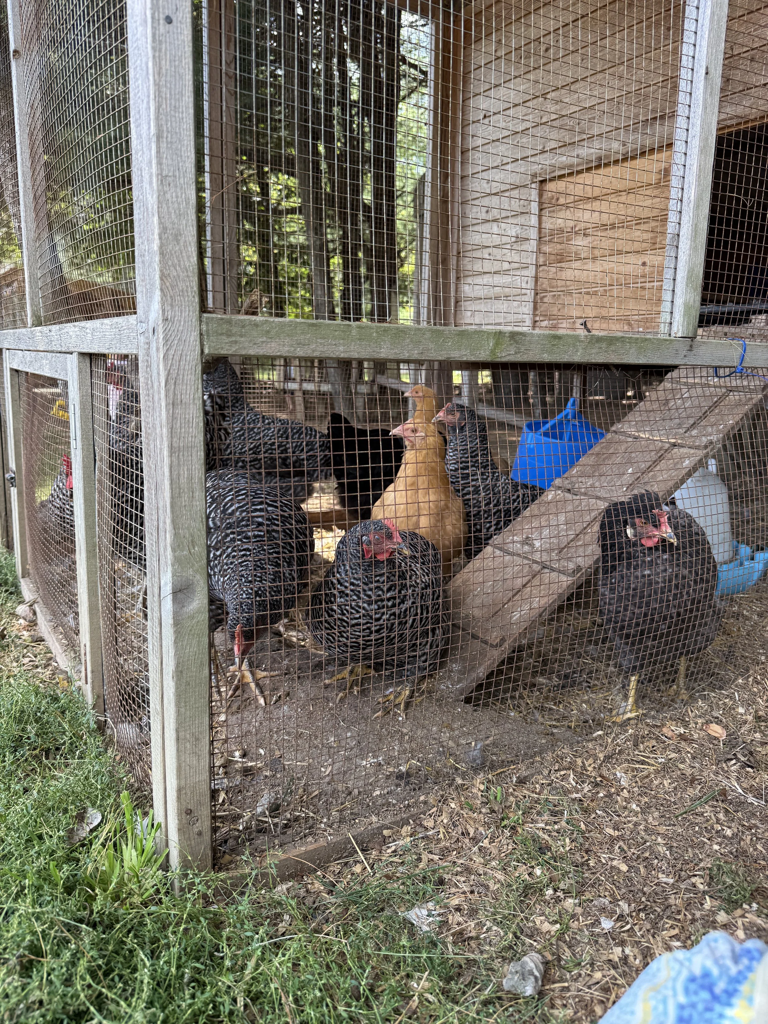 A chicken coop with multiple chickens inside, surrounded by wire mesh fencing, with trees and grass outside.