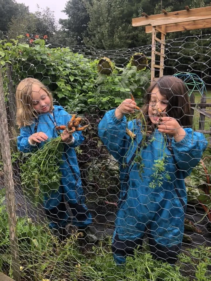 Two young girls wearing blue rain jackets harvesting carrots from a vegetable garden surrounded by plants and enclosed by chicken wire.