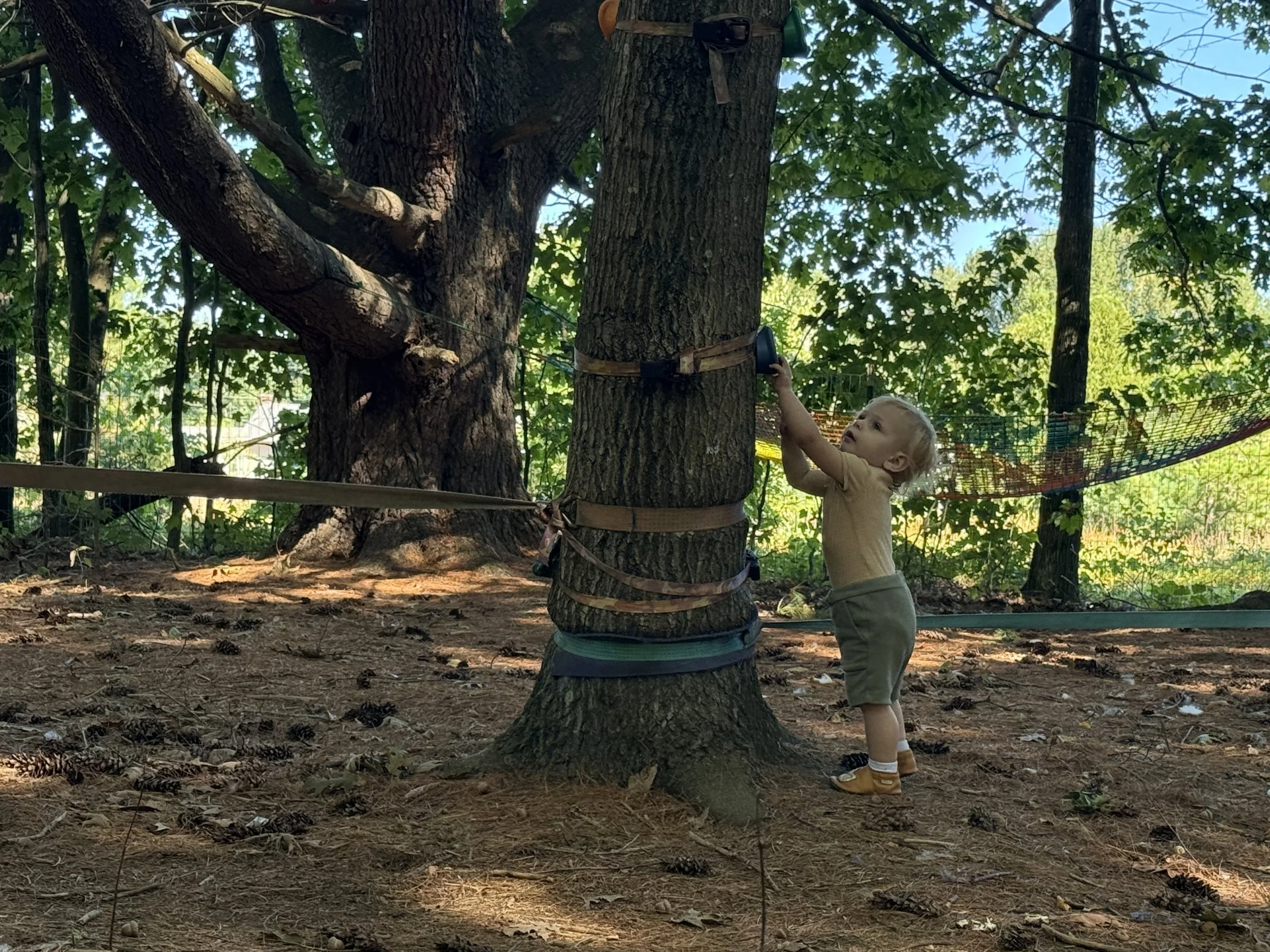 A young child is reaching up to a tree in a forested area, touching a black object attached to the tree trunk. The child is wearing a tan shirt, beige shorts, and yellow shoes, and has blonde hair. The tree is secured with brown straps, and the backg
