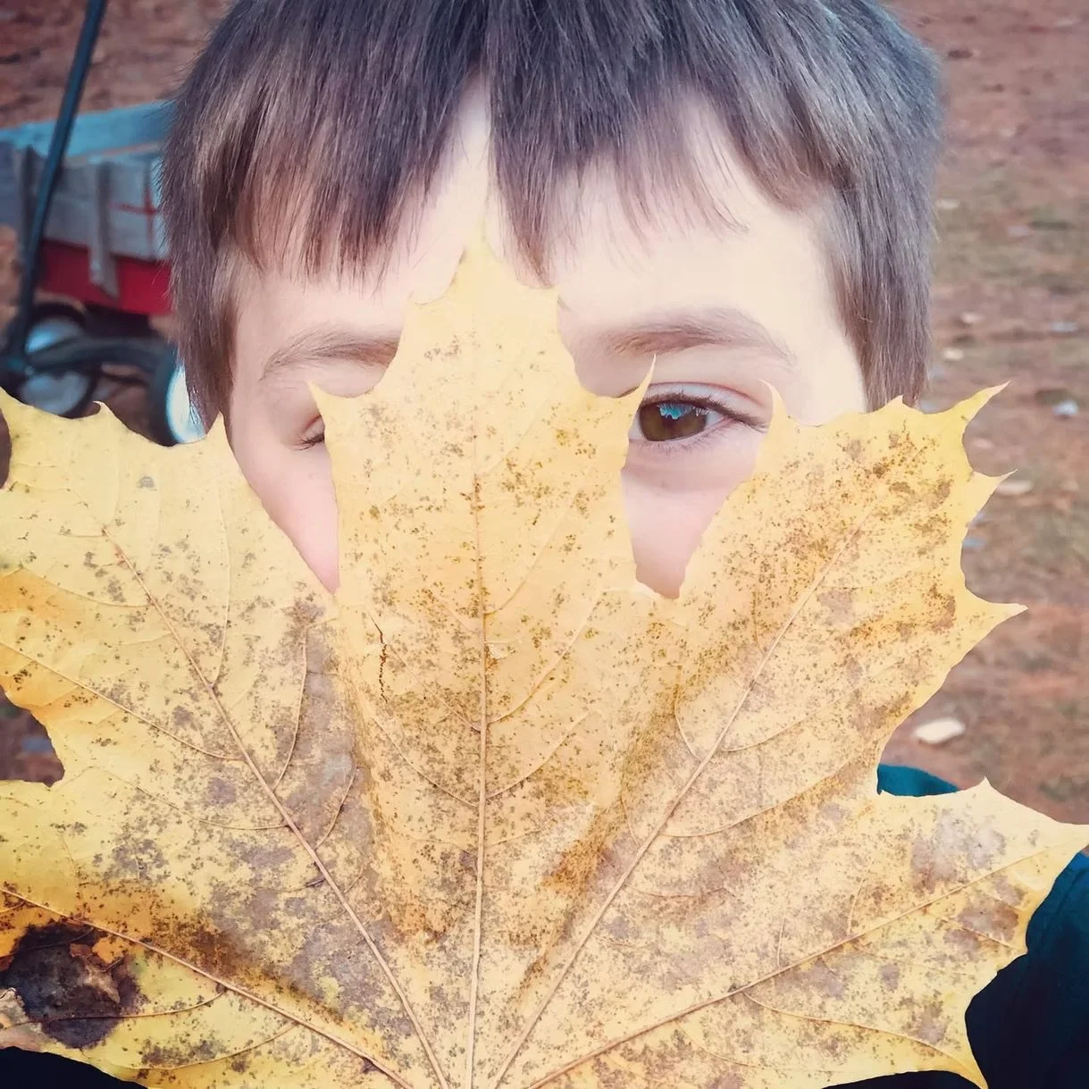 A young boy holding large yellow autumn leaves in front of his face, with one eye visible, outdoors on a fall day.