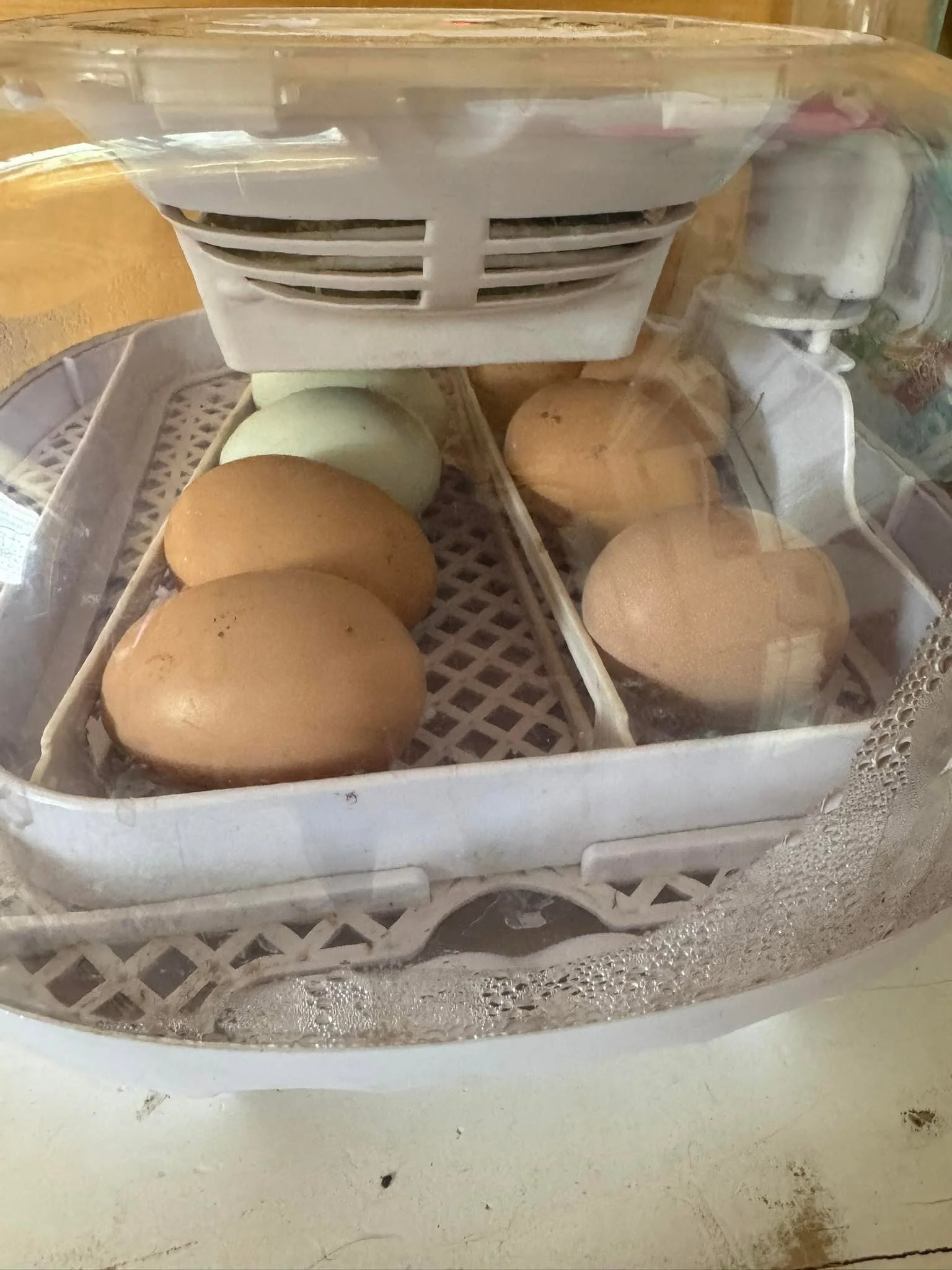 Plastic container with eggs inside, placed on a white lattice shelf, with a fan above. The eggs are various shades of brown and white.